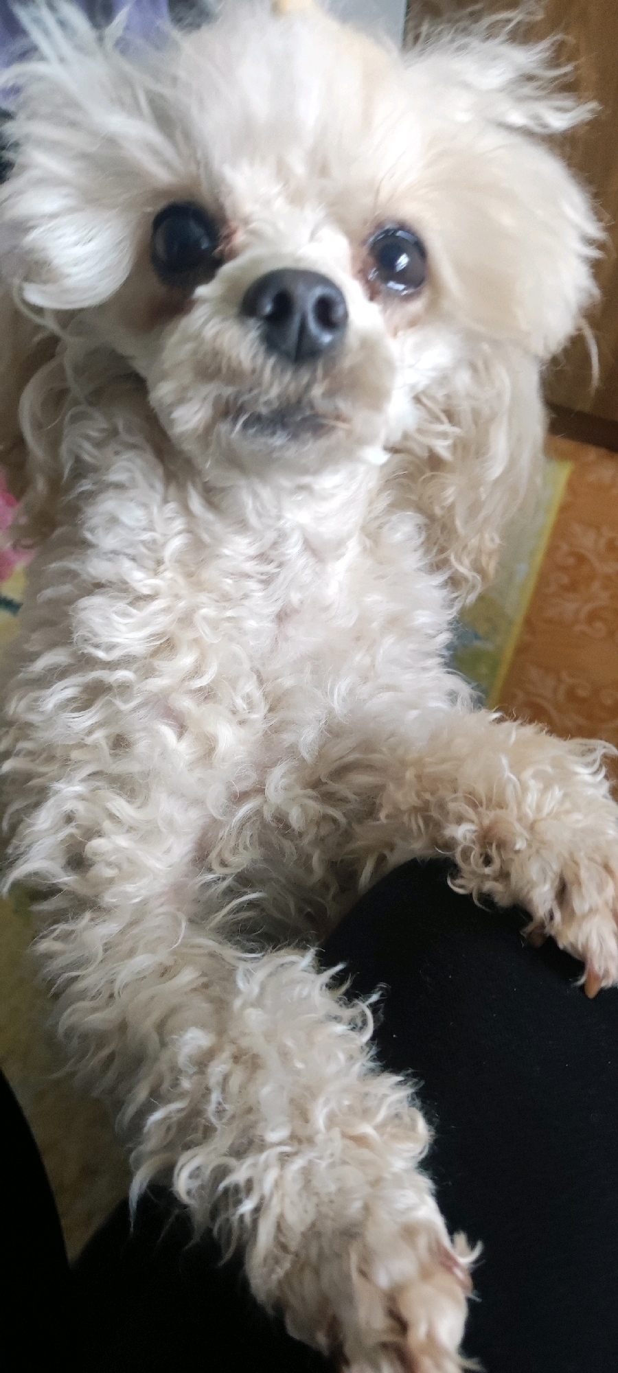 The image shows a close-up of a light-colored poodle with curly fur. The dog's head is in focus, with its dark eyes and nose clearly visible. The dog appears to be looking directly at the camera. The dog's body is mostly visible, with its curly fur covering its chest and front legs. One of the dog's paws is resting on a dark surface, possibly clothing. The background is out of focus and appears to be indoors, with hints of yellow and brown colors suggesting furniture or decor. The location in Cheboksary, Russia is not determinable from the image.