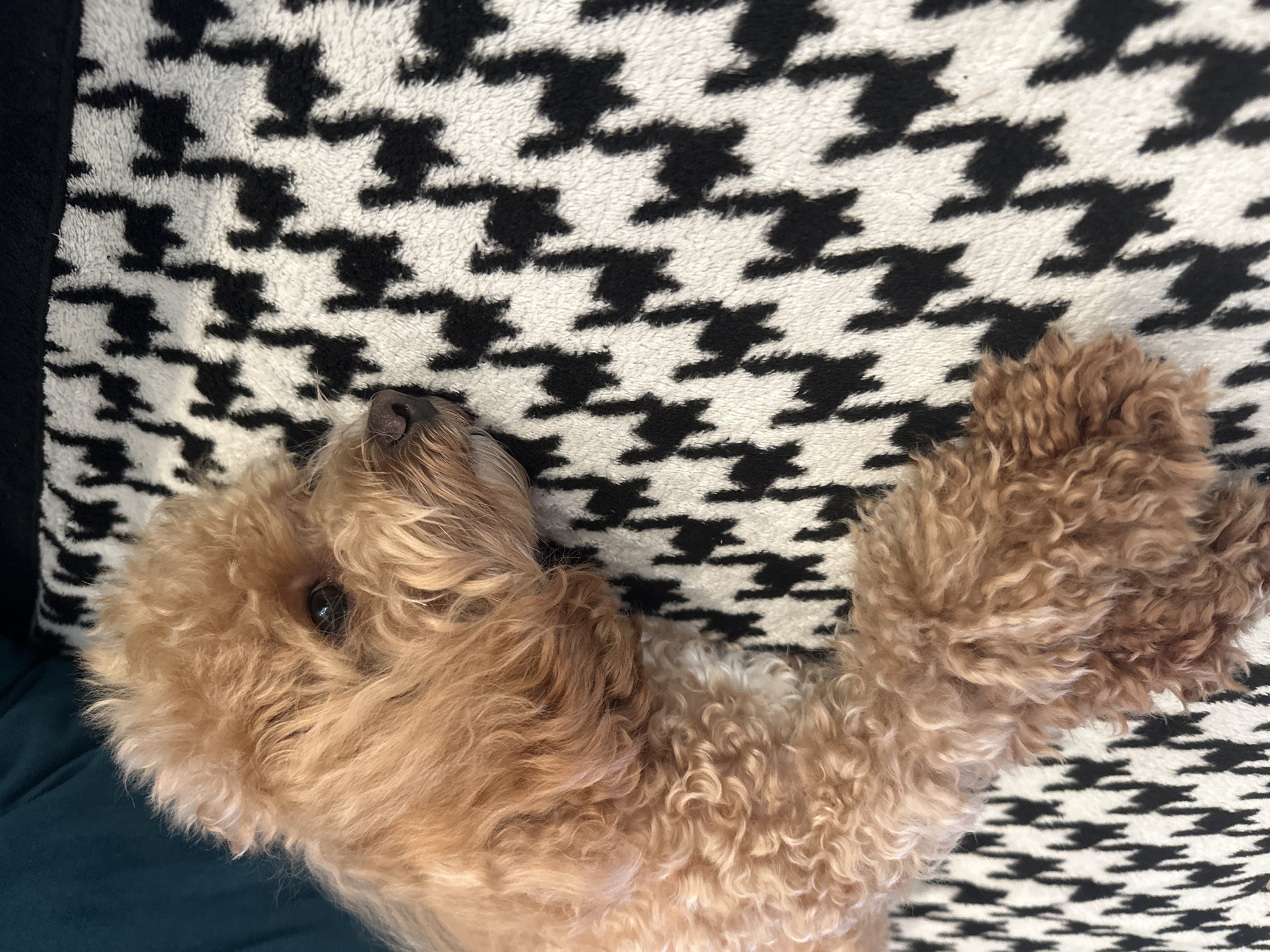 A light brown poodle, with curly fur, rests on its side on a black and white patterned blanket. The dog's head is slightly raised, and its eyes are open, looking to the right. The blanket has a houndstooth pattern. The background is dark and out of focus, possibly a piece of furniture. The image is cropped close on the dog and blanket. The location is not specified within the image.