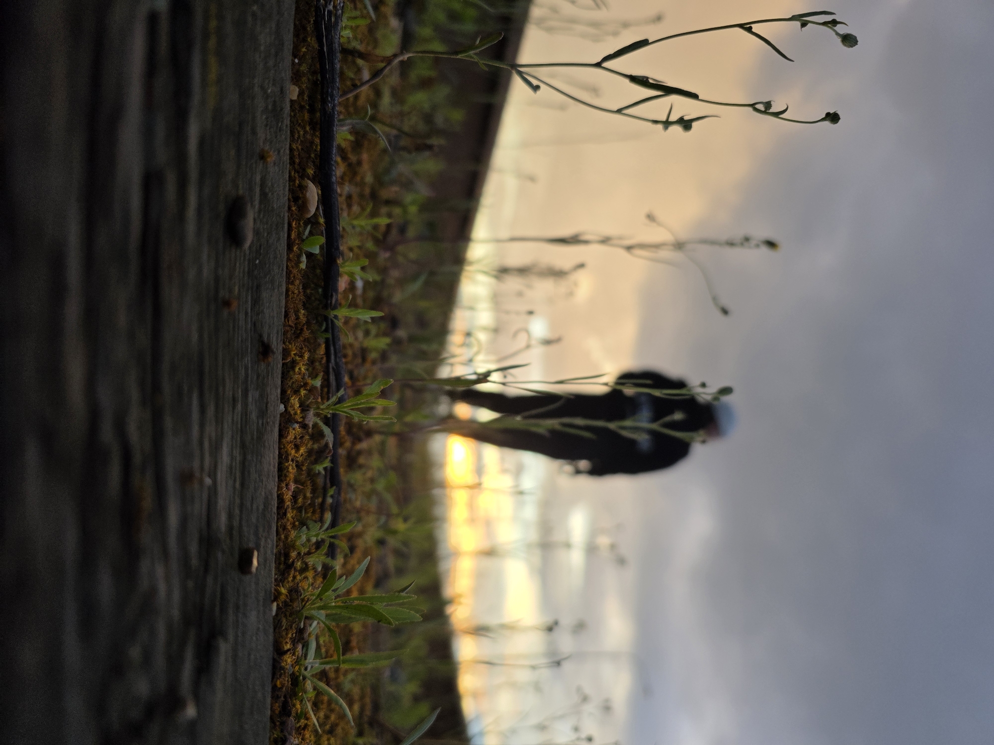 This low-angle photograph, taken in Chaikovsky, Russia, captures an atmospheric outdoor scene at either sunrise or sunset. The foreground is dominated by a dark, weathered wooden surface, likely a fence or railing, running horizontally across the bottom of the frame. This surface is covered with patches of greenish-brown moss and small, vibrant green plants with slender leaves, some reaching upwards.
Beyond this detailed foreground, the scene is softly blurred, featuring a large expanse of sky. The sky transitions dramatically from a warm, golden-orange glow on the left side, indicating the presence of the low sun, to a soft, cloudy grey-blue on the right. Silhouetted against this illuminated sky, a single human figure is visible in the mid-distance. The person is heavily blurred and indistinct, appearing to be standing or walking, clad in dark attire, and possibly wearing a cap or hood.
Additional thin, wispy plant stalks with small buds are scattered across the mid-ground and upper-left, further framing the background. The low angle perspective emphasizes the small plants in the foreground against the vast, colorful sky. The overall mood is serene and contemplative. No text is visible in the image.