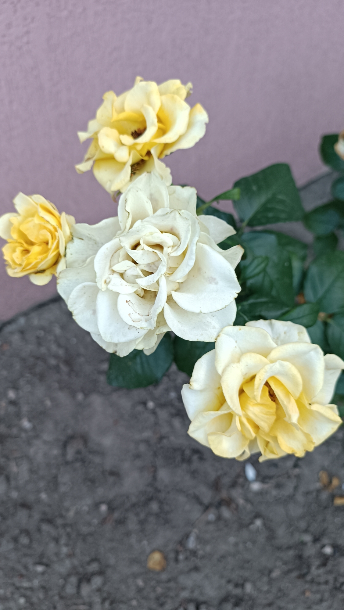 This media file features a close-up view of several yellow and white roses in bloom, set against a soft pink wall. The roses are the primary subjects, with varying degrees of openness and detail. One large white rose, slightly wilted, is prominent in the center, its petals showing subtle discoloration. To its left, a smaller, fully bloomed yellow rose is visible. To the right and bottom, two more yellow roses are in view, one partially obscured by the edge of the frame. Dark green rose leaves are scattered throughout the scene, adding a natural contrast to the flowers and the wall. The ground in the foreground is a dark, gravelly texture, possibly asphalt or dirt.
The lighting suggests it is daytime, with natural light illuminating the flowers. The overall mood is calm and serene, highlighting the natural beauty of the roses. There are no people or text visible in the media file. The setting appears to be an outdoor garden or yard area, likely in a residential or public space, with the pink wall providing a backdrop. Given the location context, this scene likely depicts a typical garden in Leușeni, Moldova, during the blooming season of roses.