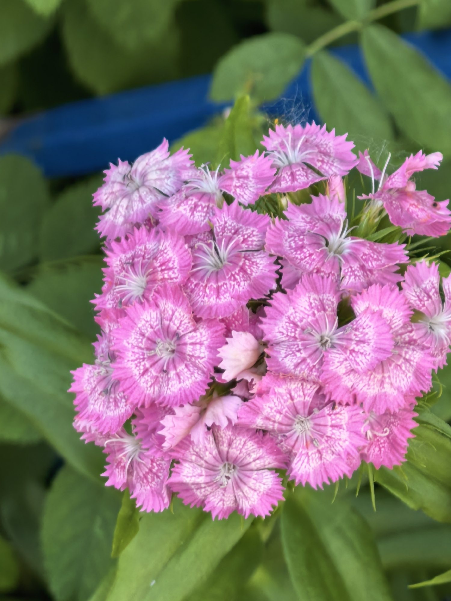 The image depicts a dense cluster of approximately twenty pink flowers with distinct white speckled patterns on their petals. Each petal exhibits a serrated or fringed edge. The flowers are arranged in a compact formation, dominating the central and right portions of the frame. The background consists of out-of-focus green foliage. A blurred blue object, possibly a man-made structure, is visible in the upper left background behind the foliage. A fine spiderweb is visible on some of the upper flowers and leaves. No individuals or animals are present. The specific geographic location in the city of Sterlitamak, Russia, is not discernible from the visual content of the image.