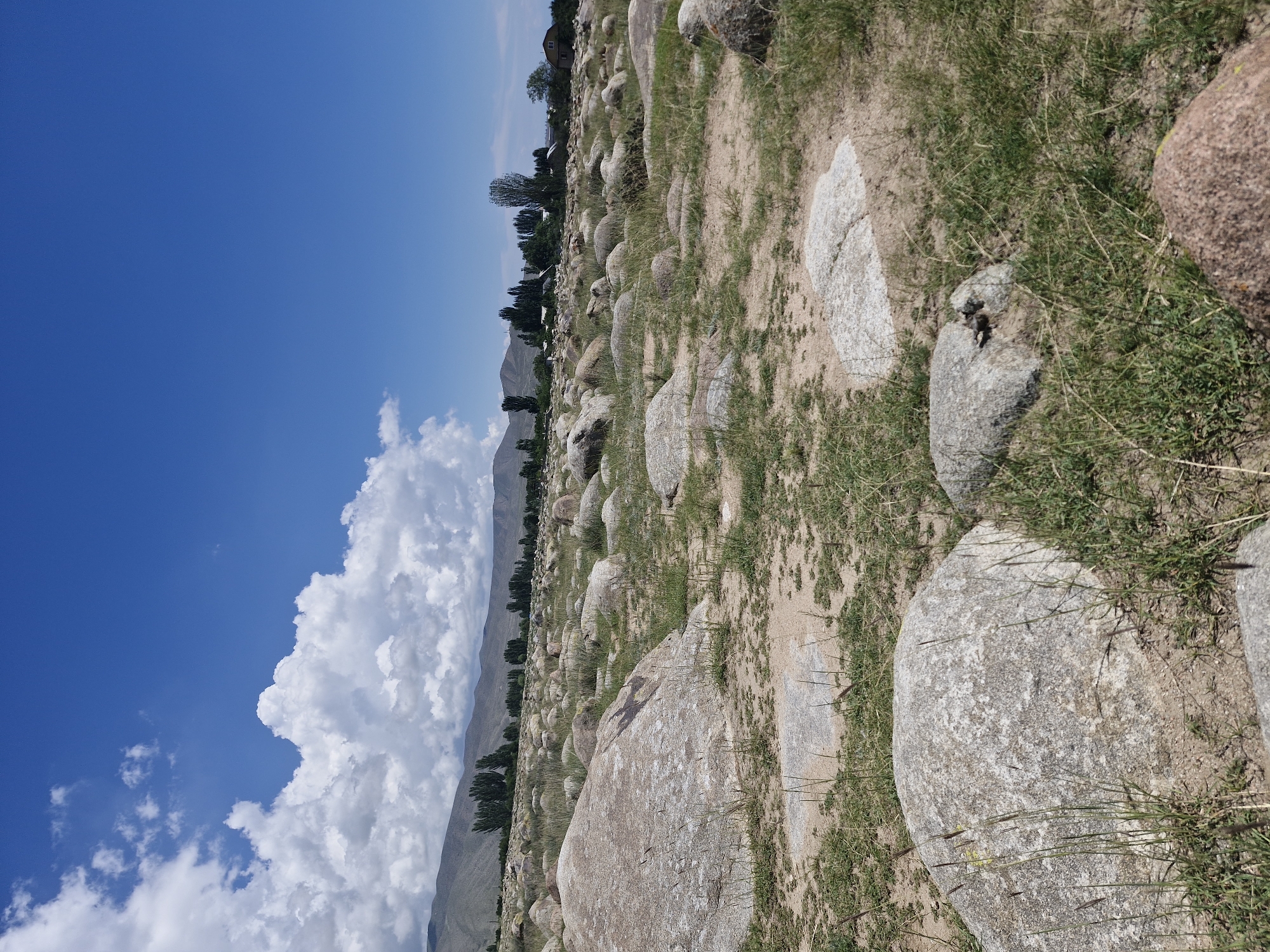 The image depicts a landscape with numerous large, rounded rocks scattered across a sandy, sparsely vegetated area. Tall, thin trees form a line in the middle ground, with rolling hills and mountains visible in the background under a bright blue sky dotted with fluffy white clouds. The location is identified as Cholpon-Ata, Kyrgyzstan, a city on the northern shore of Lake Issyk-Kul, known for its ancient petroglyphs and this type of rocky terrain. There are no people or animals visible in the image. The scene is a wide, open, natural environment.