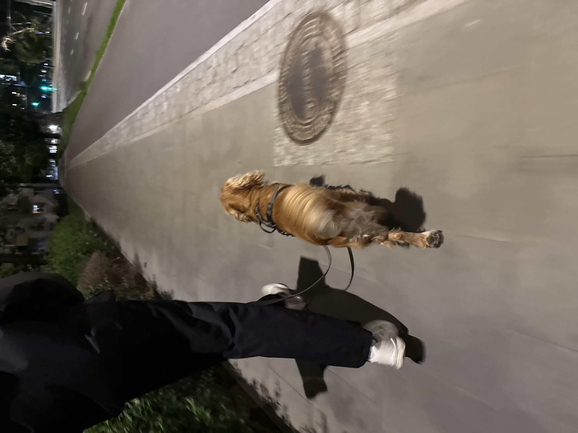 An individual, seen from the knees down, wearing a dark puffer jacket and black pants, walks a golden-colored dog on a leash. The dog, appearing to be a Cocker Spaniel or similar breed, is wearing a dark harness. They are walking on a paved sidewalk next to a road at night. Streetlights and traffic lights are visible in the background, indicating an urban environment. The sidewalk has a textured pattern, and a manhole cover is visible on the ground. The image is slightly blurred, suggesting movement.