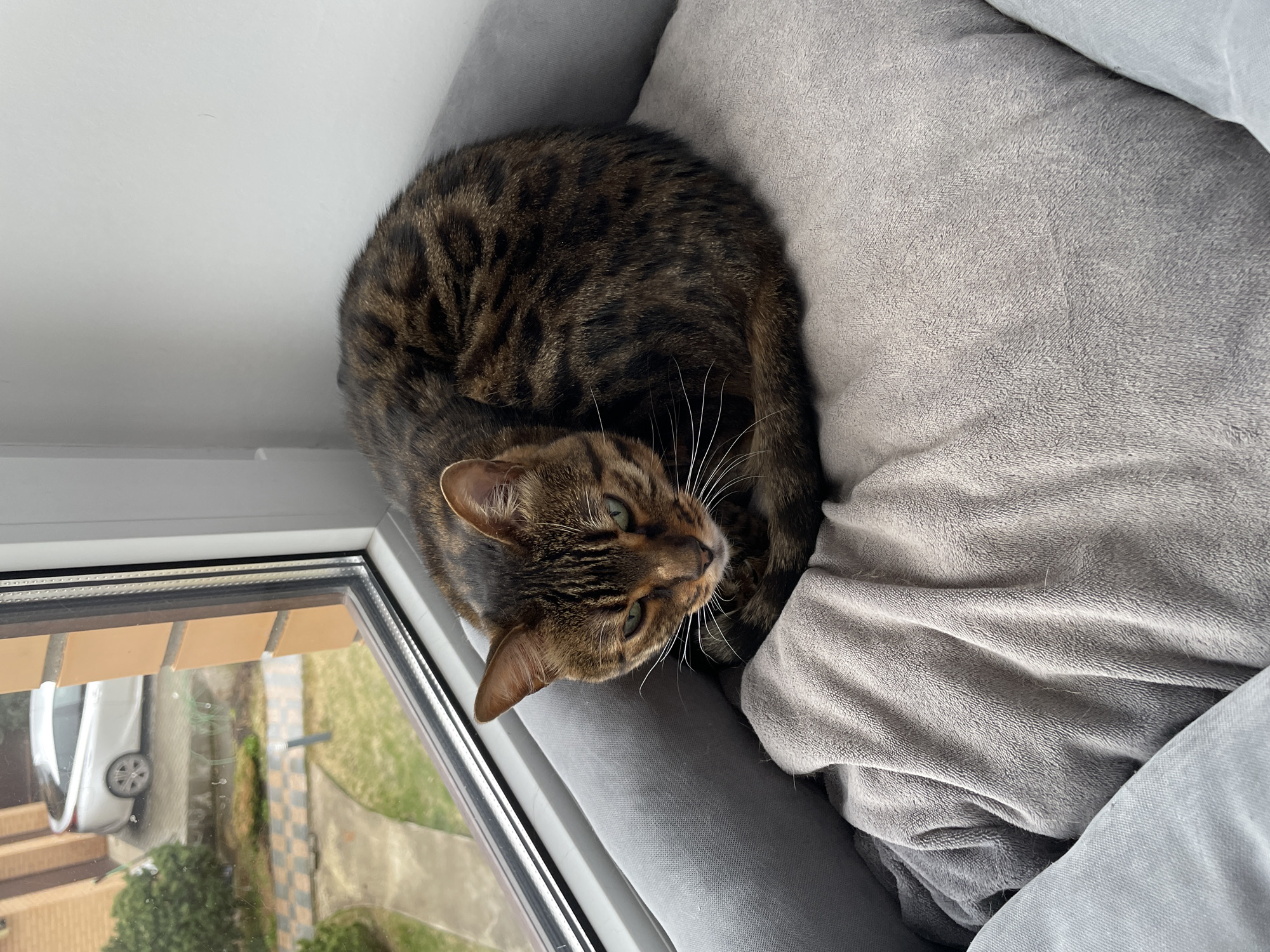 A tabby cat is curled up on a grey surface, likely a cushion or blanket, near a window. The cat is facing towards the window and the outdoors is visible through the glass. Outside there is grass and part of a car can be seen in the reflection of the glass. The photograph appears to have been taken indoors next to a window frame. The location is Лесной Пейзаж Кп (шарапово, Russia.