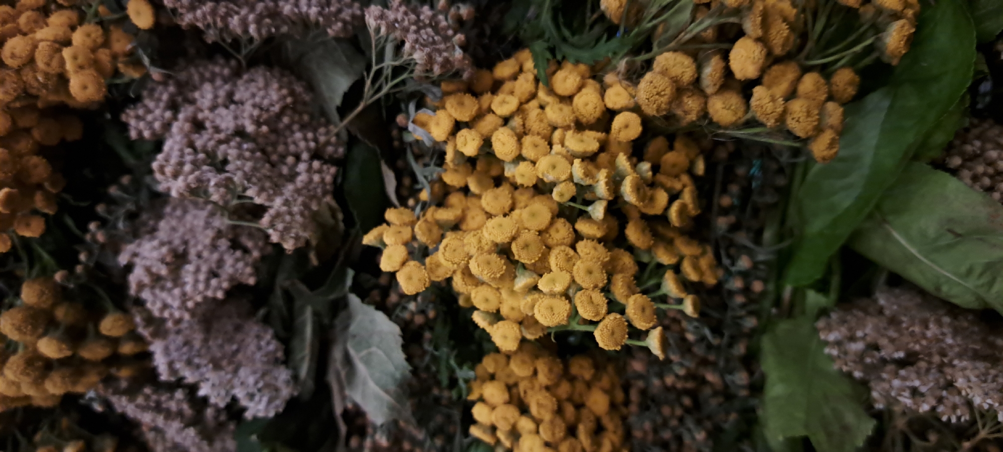 The image shows a close-up view of a bouquet of dried flowers and greenery. The dominant elements are clusters of small, round, yellow flowers, likely tansy, and smaller, fluffy, pale purple flowers, possibly yarrow or similar dried blooms. There are also some broad, green leaves and thin, dry stems intermingled throughout the arrangement. The lighting is dim and diffused, creating a slightly muted and rustic aesthetic. No people or specific environmental details of Азьмушкино, Russia are visible. The scene is static and appears to be an indoor arrangement or a carefully composed display of dried botanicals.