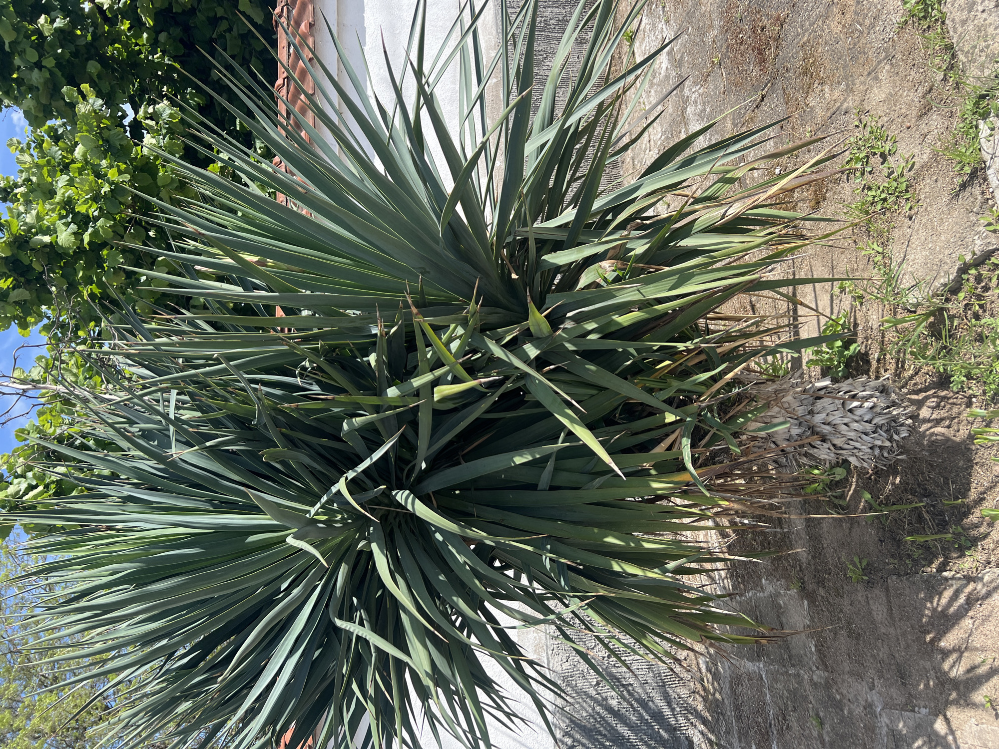 The image shows a large yucca plant growing in a garden setting. The plant has a dense cluster of long, pointed, blue-green leaves. The trunk of the yucca is visible at the base, surrounded by dried leaves. The plant is situated near a concrete wall. Some greenery, possibly a tree or shrub, is visible in the background. The photo seems to have been taken in bright daylight. While the image contains no specific clues to confirm its location in Zelenikovo, Bulgaria, it is possible the image was taken there.