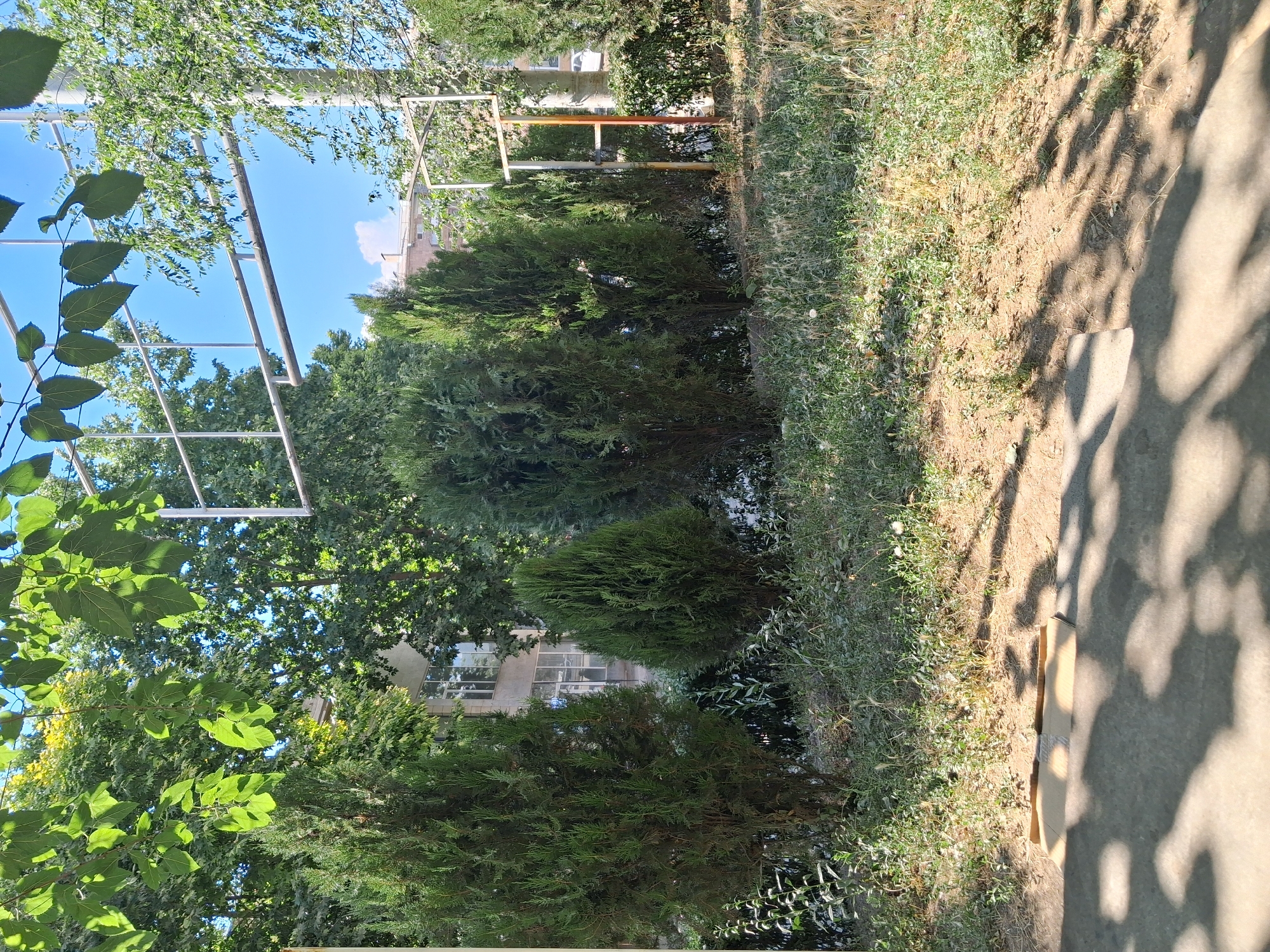 The image shows a sunlit outdoor scene, likely in a residential area of Yeghegnadzor, Armenia, as indicated by the architectural style of the building visible in the background and the type of vegetation. In the foreground, a concrete surface is partially visible, casting dappled shadows from overhead foliage. Beyond this, a patch of dry, patchy grass and soil slopes gently upwards. Several well-maintained, conical evergreen trees, possibly cypress or juniper, are prominent, forming a natural screen. Behind these trees, a multi-story building with several windows can be seen. Above the trees, a light blue sky with a few wispy clouds is visible, framed by the bright green leaves of deciduous trees and a metal structure, possibly part of a sports court or trellis. The overall impression is one of a typical urban or suburban setting on a clear, sunny day. There are no people or animals depicted in the image, nor any discernible actions or interactions.