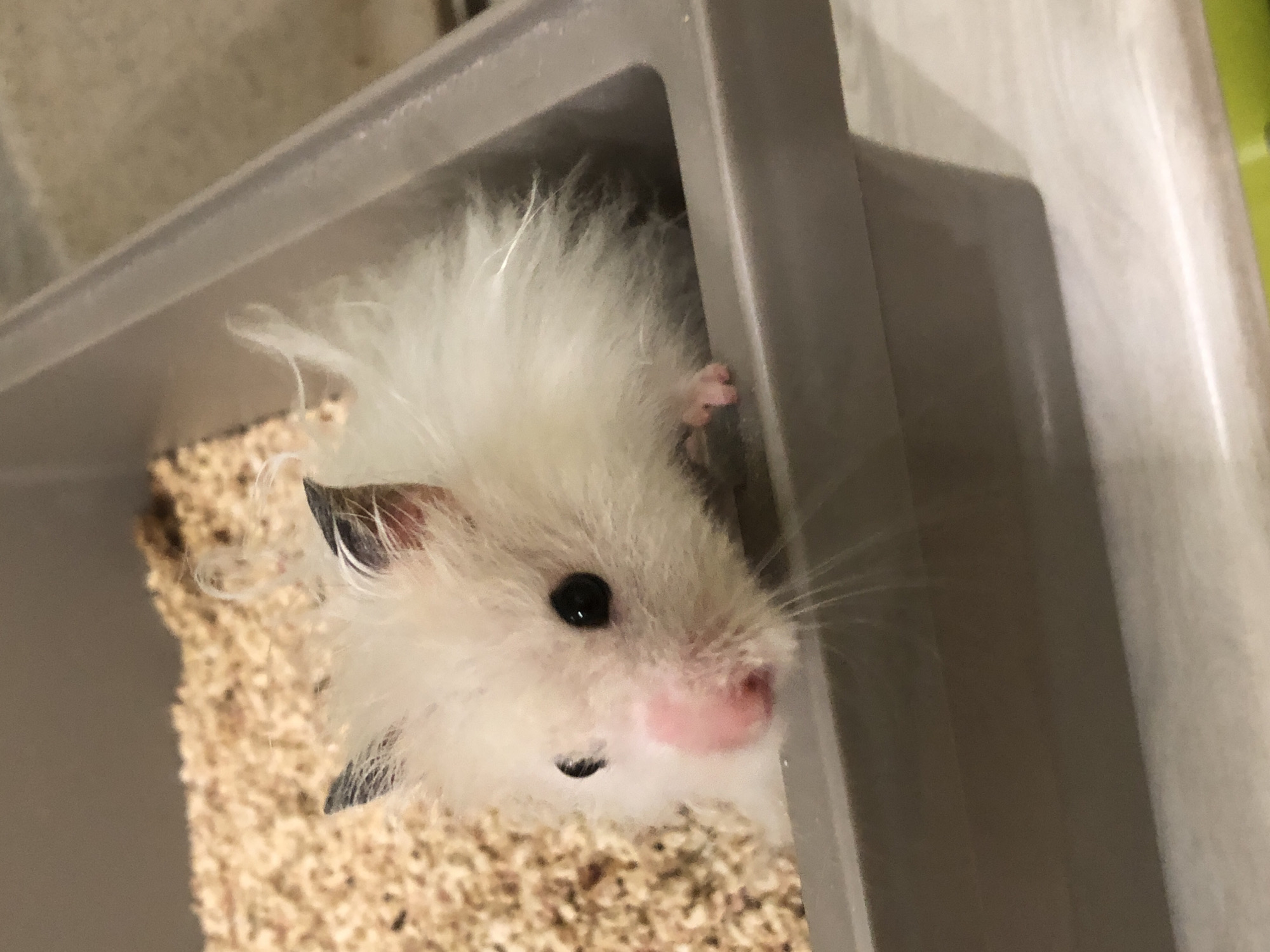 A fluffy white hamster with black-tipped ears and a pink nose is peeking over the edge of a gray plastic container filled with wood shavings. The hamster's eyes are dark and beady, and it appears to be looking directly at the camera. The container is sitting on a flat surface that is partially visible in the foreground. The background is out of focus, but appears to be a wall and more wood shavings. The scene is well-lit, and the hamster is the clear subject of the image. This image was taken in Solikamsk, Russia.