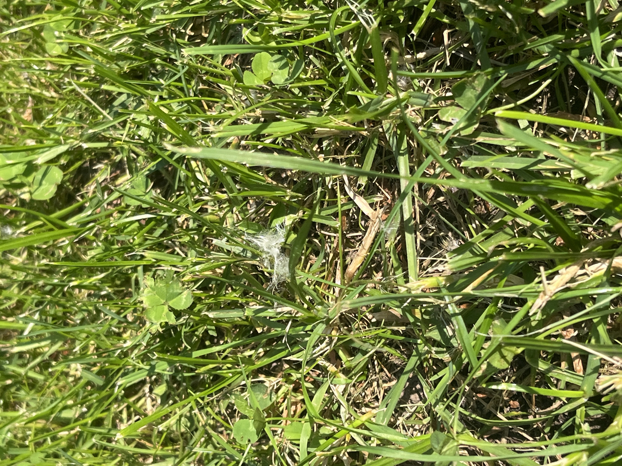 The image shows a close-up view of green grass, clover, and some dry debris, suggesting an outdoor setting. In the center of the image, a small cluster of white, fluffy material is visible amongst the grass blades, possibly dandelion seeds or spiderwebs. The sunlight casts shadows, indicating it is daytime. There are no people or animals present in the image, and no discernable landmarks indicate a specific location within Minsk, Belarus. The overall scene is a naturalistic ground-level perspective of a grassy area.