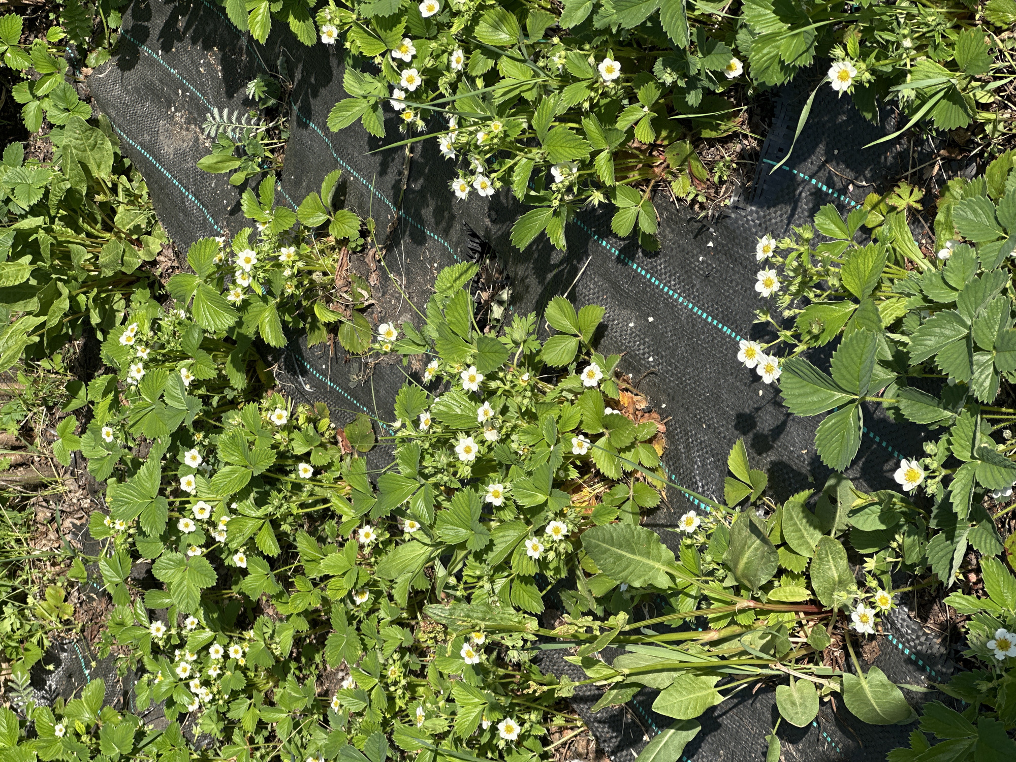The image presents a close-up view of a section of garden, possibly in a rural or suburban location. The dominant feature is a patch of strawberry plants, identifiable by their characteristic trifoliate leaves and small white flowers with yellow centers. These plants appear to be thriving, with numerous flowers suggesting active growth and potential fruit production. The plants grow through a black, permeable garden fabric, likely used for weed control. The fabric is marked with faint blue stripes. Weeds or other vegetation are also visible, interspersed among the strawberry plants and along the edges of the fabric. The light is bright and appears to be direct sunlight, casting shadows. The scene is natural and untidy, reflective of an actively cultivated garden.