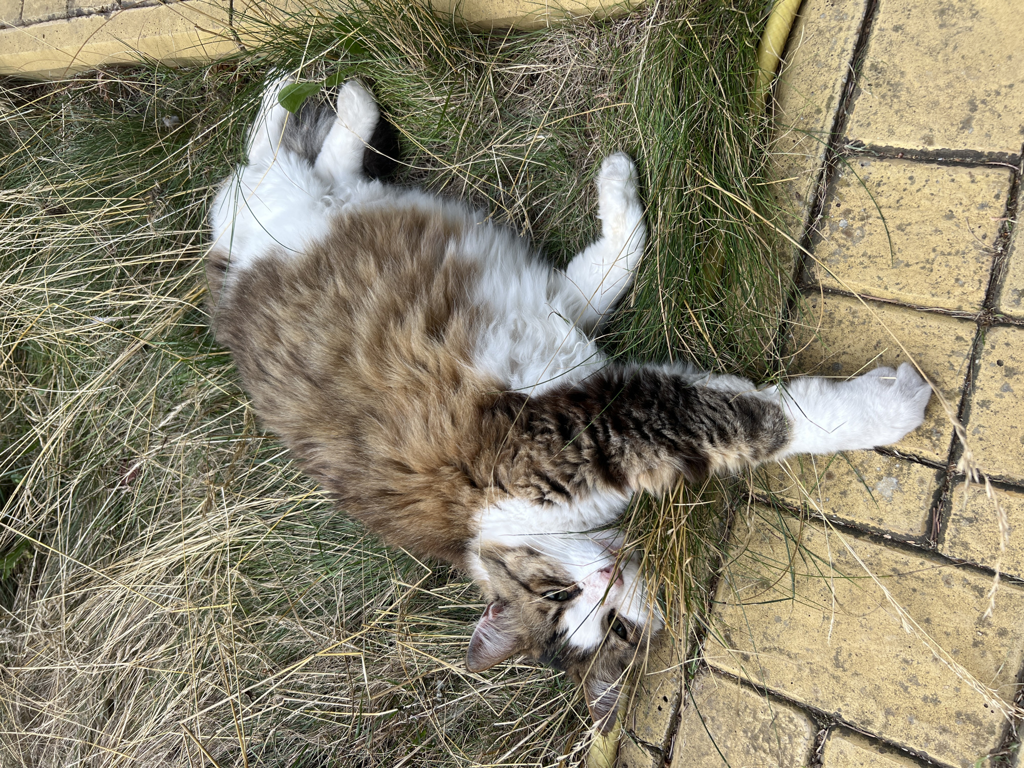A long-haired cat with brown, white, and black fur lies on its back in dry grass and yellow pavement. The cat's head is turned towards the left, with its eyes open and green. One of its front paws is stretched out towards the left, and the other is bent. Its back legs are also bent. The environment appears to be outdoors, with a yellow border visible on the right side of the image. There is no indication of any human presence or activity. The location is identified as Fontanka, Ukraine.