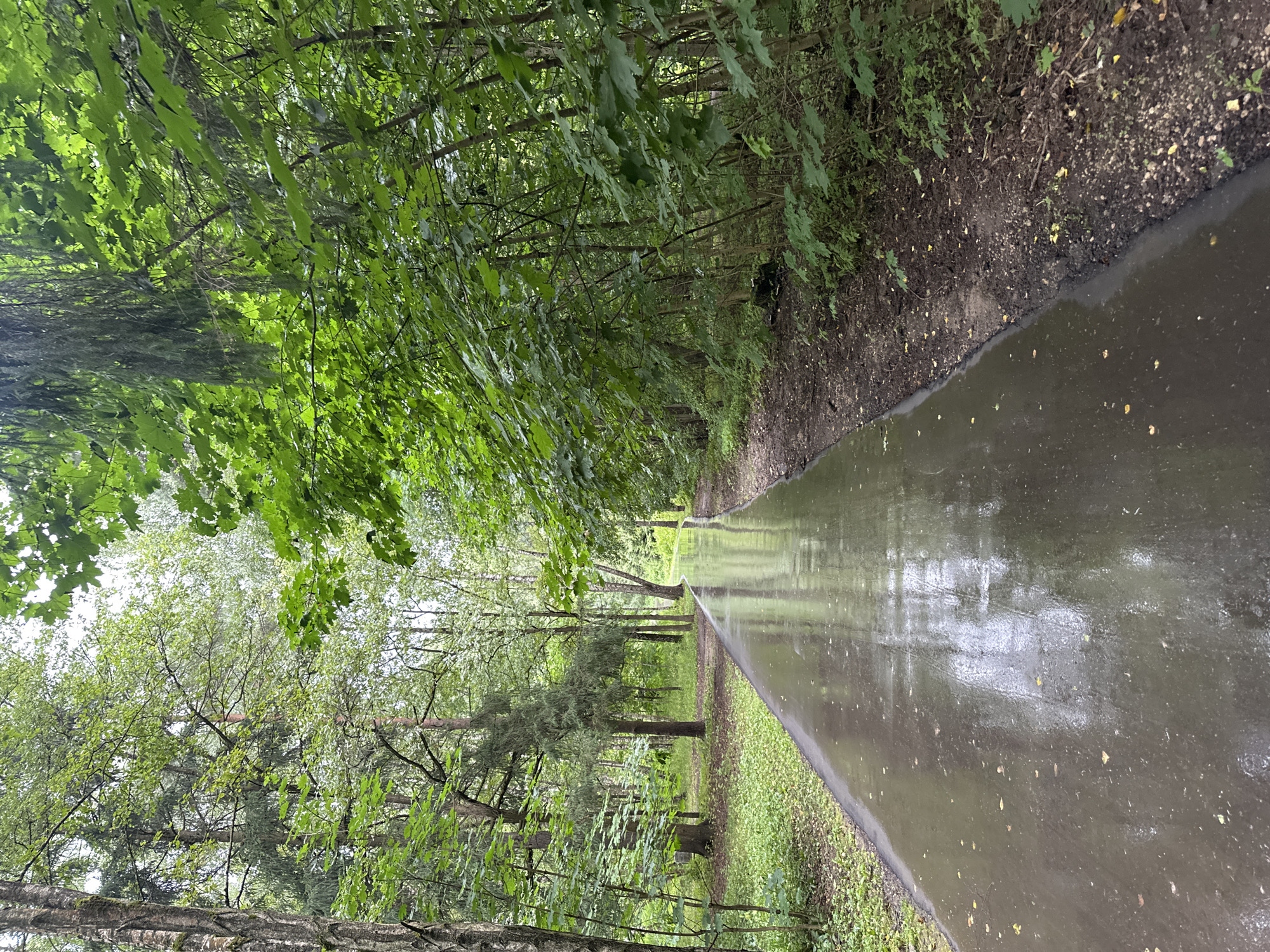 A wet, paved pathway curves through a dense forest in Moscow, Russia. The path, glistening with recent rain, reflects the surrounding greenery of tall trees and lush foliage. The ground next to the path is muddy and covered with fallen leaves and debris, indicating a natural, undeveloped area. The trees on either side of the path are a mix of deciduous and coniferous species, creating a varied canopy overhead. The overall atmosphere is serene and quiet, suggesting a peaceful, natural setting within the city.
