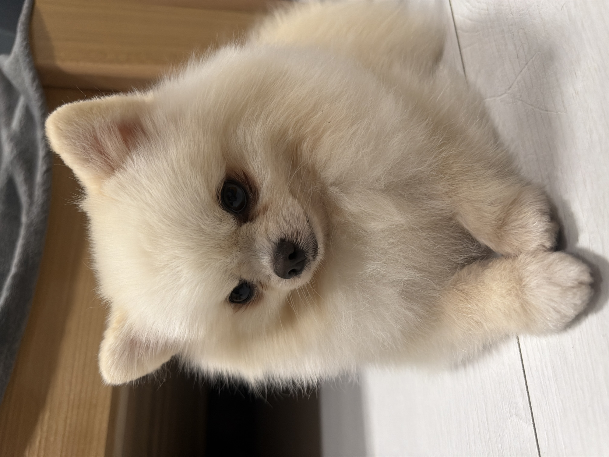 A Pomeranian dog with cream-colored fur is lying down on a light-colored wooden floor. The dog is facing the right side of the frame with its head slightly turned to its left. Its front paws are crossed in front of its chest. The dog has dark eyes, a black nose, and small, pointed ears. The background shows a wooden furniture piece and a gray fabric. The lighting is warm and illuminates the dog's fluffy fur. The location is described as Unknown, Unknown.