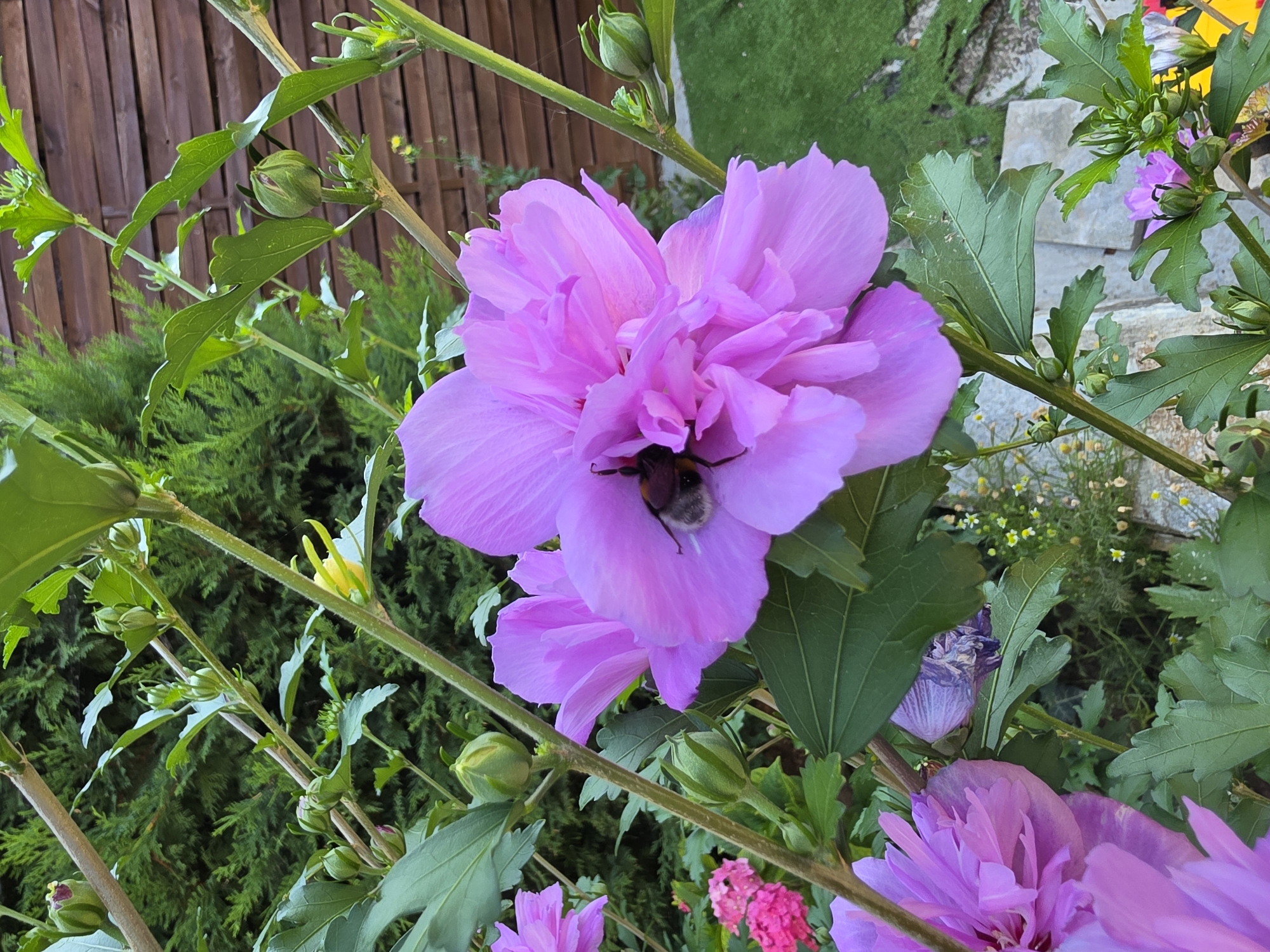 A close-up, high-angle outdoor shot features a large, vibrant pink hibiscus flower in full bloom. A bumblebee is visible on the flower's petals, partially obscured by its fuzzy body and wings. The flower is surrounded by green leaves, stems, and several unopened flower buds. In the background, a wooden fence runs horizontally, with a dense green hedge behind it. A patch of artificial turf is visible to the right of the fence. The scene is located in Indzhe Voyvoda, Bulgaria.