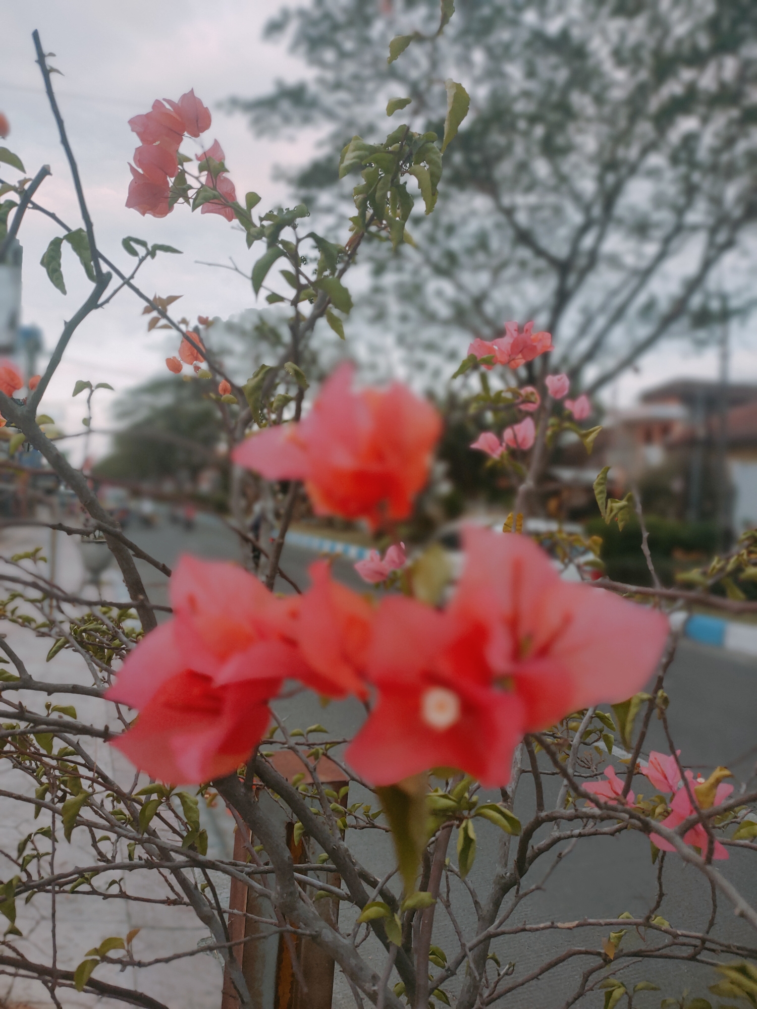 The image displays a close-up view of coral-colored Bougainvillea flowers in the foreground, with out-of-focus elements in the background suggesting an outdoor setting in Sooko, Indonesia. The flowers are on a branch with thin, gray stems and sparse green leaves. In the blurred background, a road can be seen with some vehicles, indicating a street scene. Trees and buildings are also visible in the distance, further confirming an urban or semi-urban environment. The sky is overcast.
