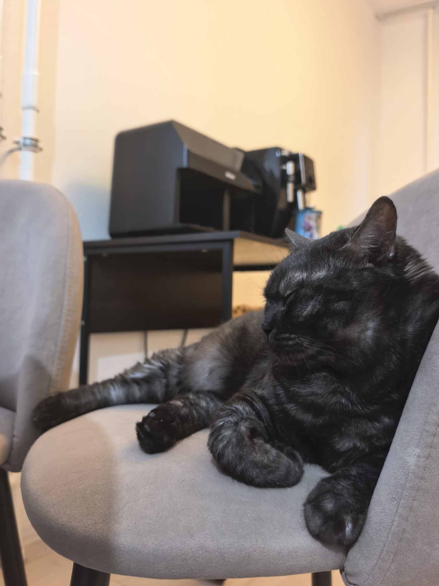 A black cat with marbled fur is sleeping comfortably on a grey upholstered chair. The cat is positioned on its side, with its eyes closed and paws tucked in. The cat's fur has a subtle tabby pattern with lighter grey and white markings against its dark base.
In the background, a black electronic device, possibly a printer or scanner, sits on a black shelf unit. Behind the cat and chair, a neutral-colored wall is visible, with some pipes or conduits running vertically. The lighting suggests it is indoors, likely during the daytime or evening with artificial light. The overall mood is calm and peaceful, as the cat is undisturbed and resting. The image is taken from a medium-close-up perspective, focusing primarily on the sleeping feline.