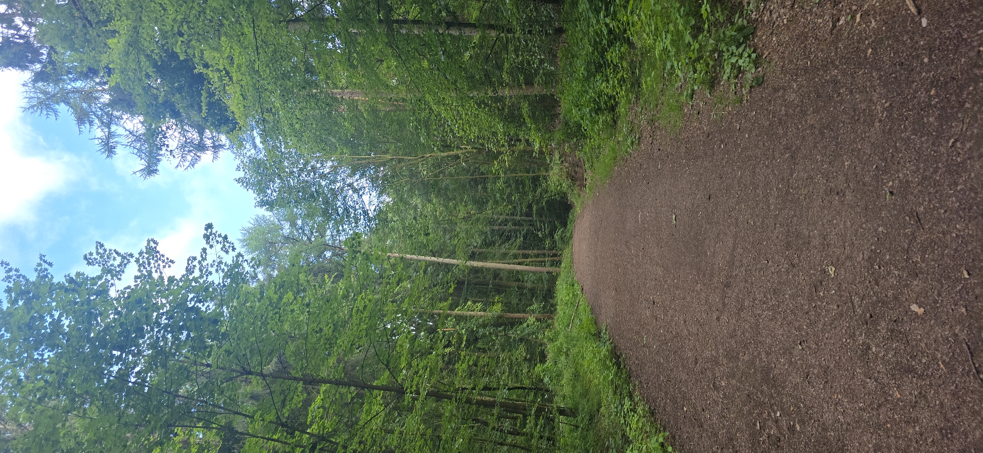 A dirt path winds through a lush green forest in Seevetal, Germany. The path, composed of brown soil and small stones, leads the viewer's eye towards a dense canopy of trees. Sunlight filters through the leaves, illuminating the scene with a soft, natural light. The trees, predominantly deciduous with some coniferous species visible, form a wall of green on either side of the path, with their branches reaching towards the sky. The ground adjacent to the path is covered in vibrant green undergrowth and fallen leaves. The sky, visible in patches above the treetops, is a clear blue with some wispy white clouds. There are no people or animals visible in the image.