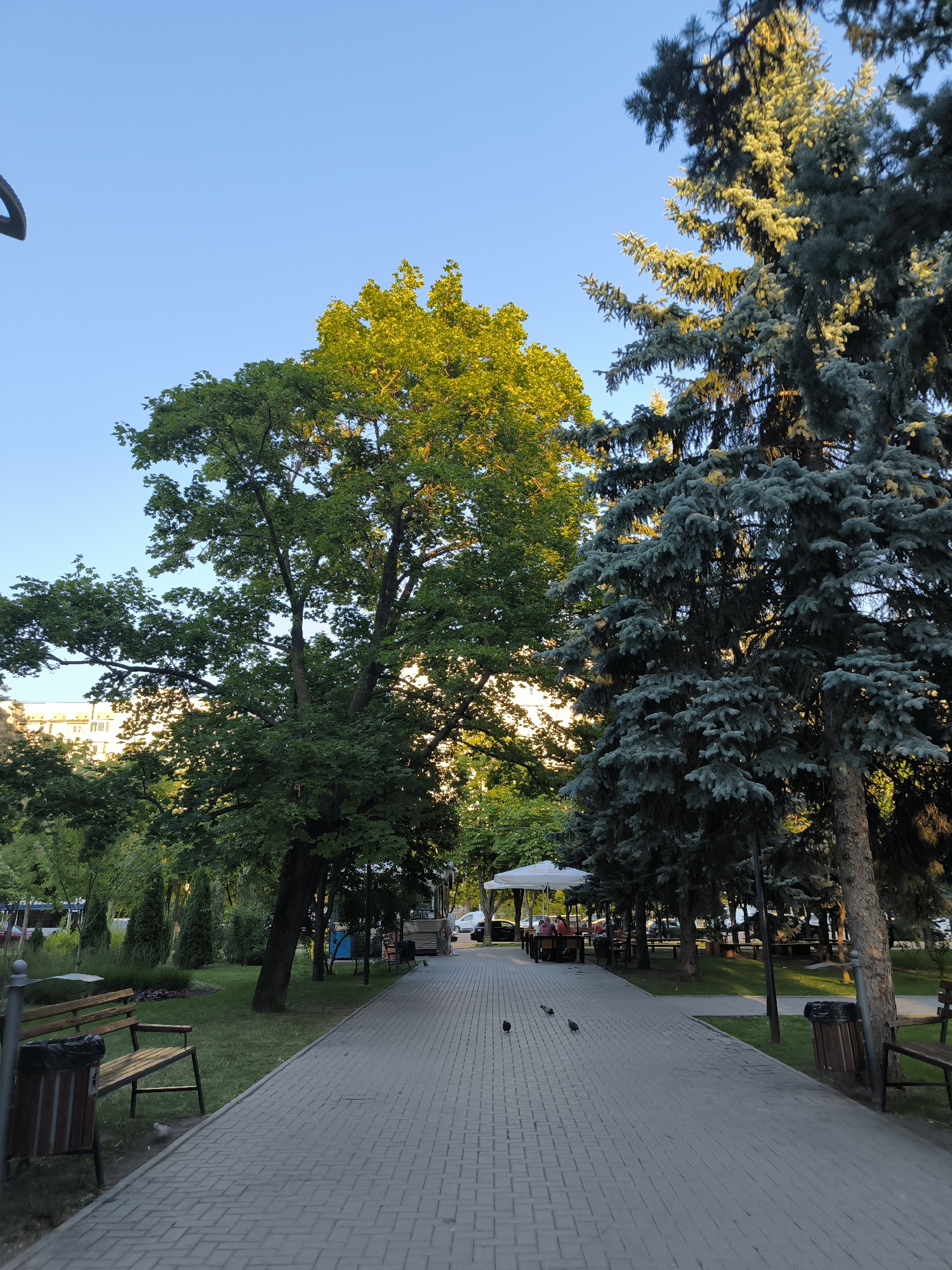 The image depicts a pedestrian pathway in a park, likely in Chișinău, Moldova, during the late afternoon or early evening based on the warm lighting. The pathway is paved with light-colored rectangular bricks, extending into the distance. To the left of the path, there is a grassy area with benches and trash receptacles. Several trees are prominent in the scene: a large deciduous tree with vibrant green foliage stands to the left, while a tall, mature blue spruce tree dominates the right side.
Further down the path, an outdoor seating area is visible with tables and umbrellas, suggesting a cafe or restaurant. Several people are seated at the tables. Pigeons are present on the pathway in the foreground. The background shows more greenery and hints of buildings. The sky is clear and a bright blue.