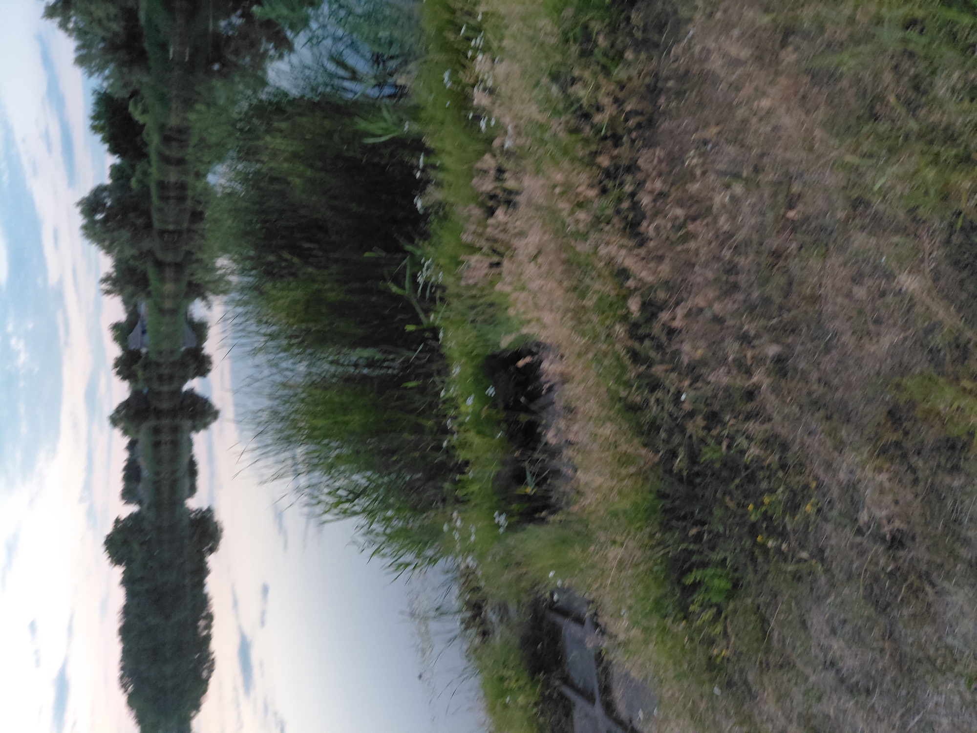 A tranquil, natural landscape unfolds at dusk in Ustyvytsia, Ukraine, featuring a body of water reflecting the soft hues of the sky. Dense green reeds and grasses line the water's edge, with scattered white wildflowers adding touches of color. The background is characterized by a line of trees, their silhouettes softened by the dimming light, and a hint of a structure. The overall atmosphere is serene, capturing a peaceful moment in nature.