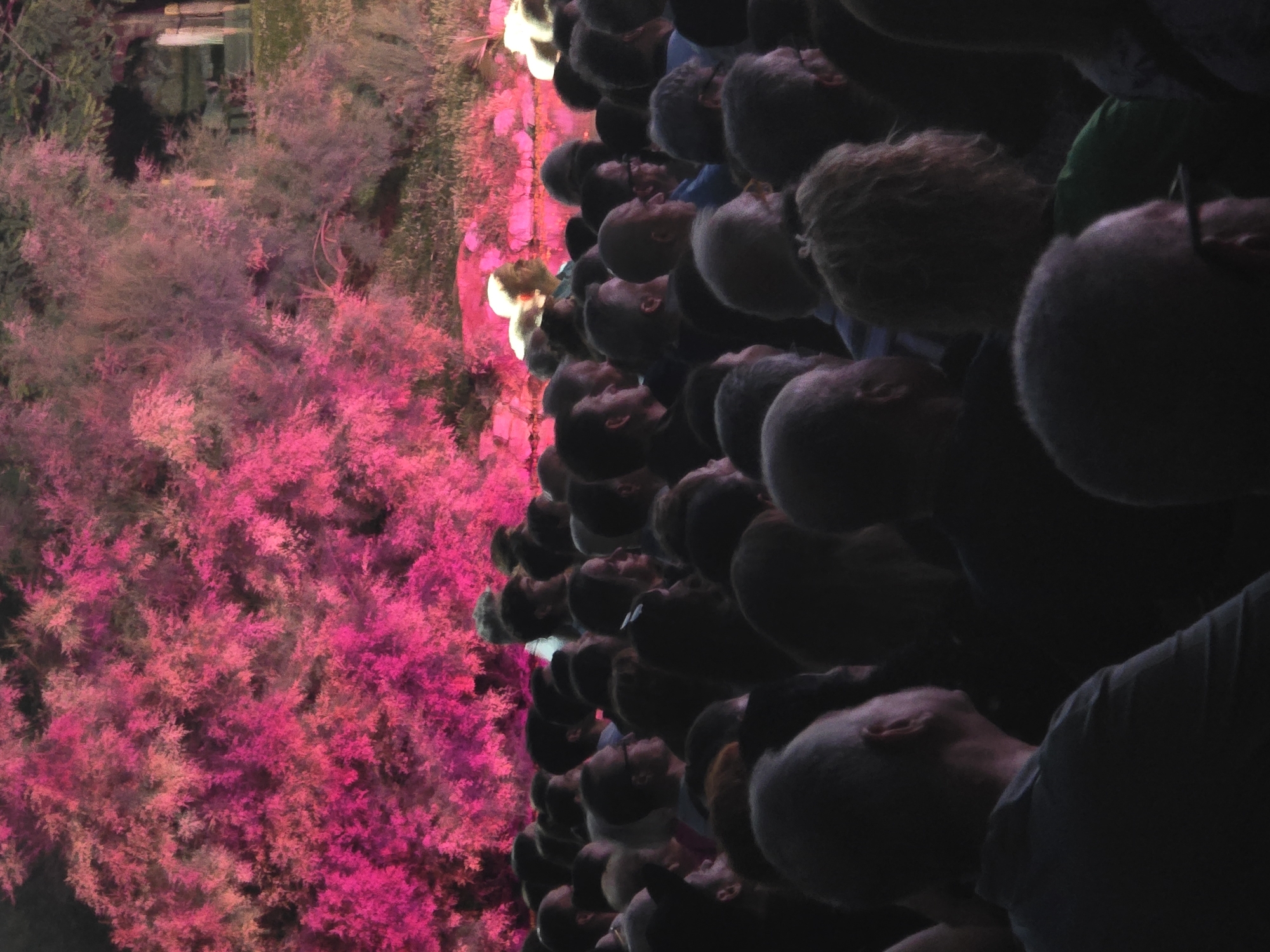 The image depicts a crowd of people watching a performance or event in a park-like setting at night. The background is dominated by lush, pink-hued foliage, possibly illuminated by artificial lighting, creating a vibrant and somewhat surreal atmosphere. The people in the foreground are mostly silhouetted against the brighter background, with some details of their faces and clothing visible. They appear to be attentively observing something off-camera. The overall impression is one of a public gathering enjoying an outdoor spectacle. The location is specified as Cornellà De Llobregat, Spain.