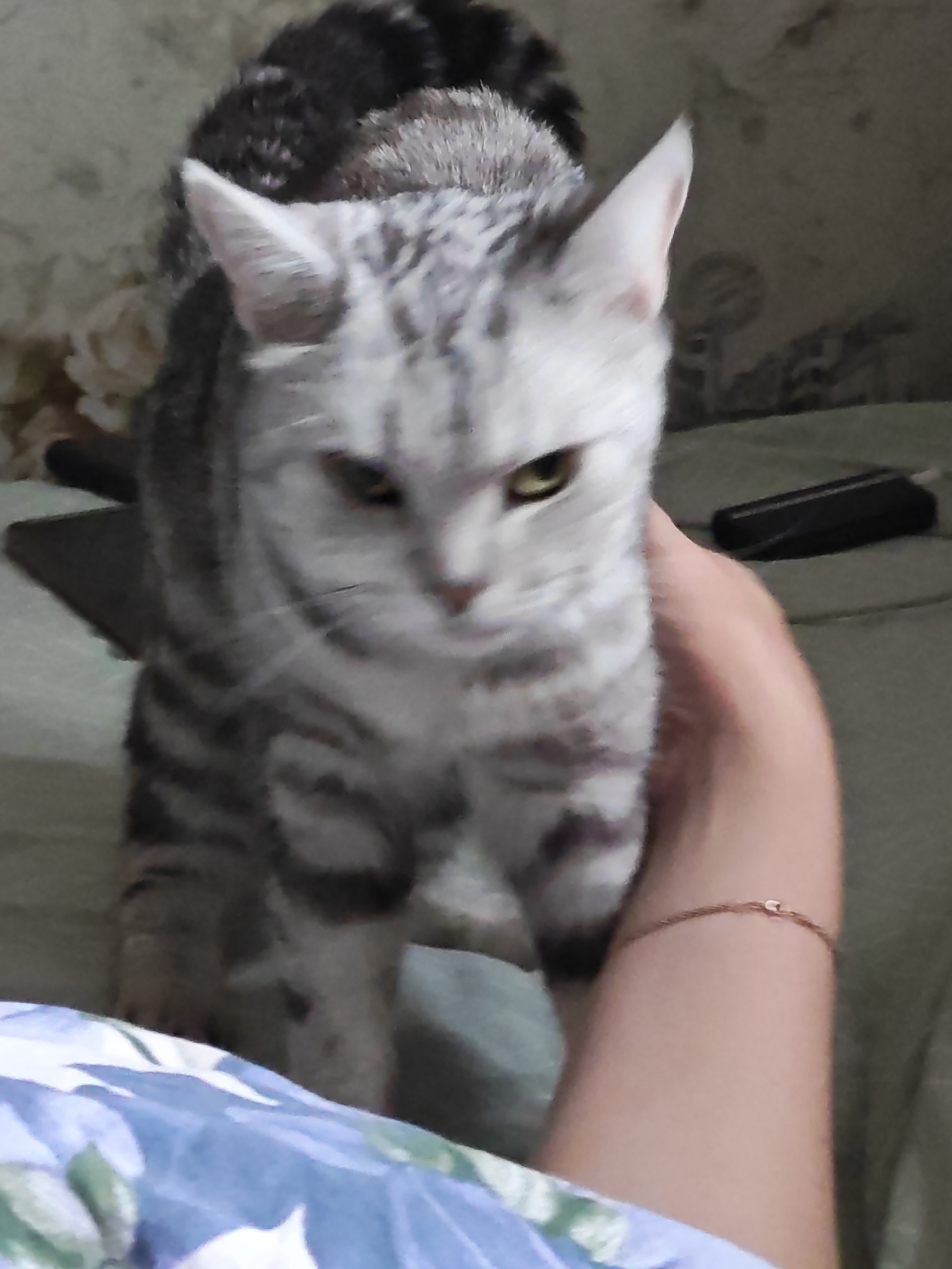 A grey and white striped cat is being held by a person's arm in an indoor setting. The cat is looking towards the camera with its head slightly tilted. The person's arm is visible in the foreground, with a thin bracelet on their wrist. In the background, a dark object, possibly a phone, is lying on a textured surface. The overall scene suggests a casual, domestic environment. There is no identifiable information about the location in Tolyatti, Russia.