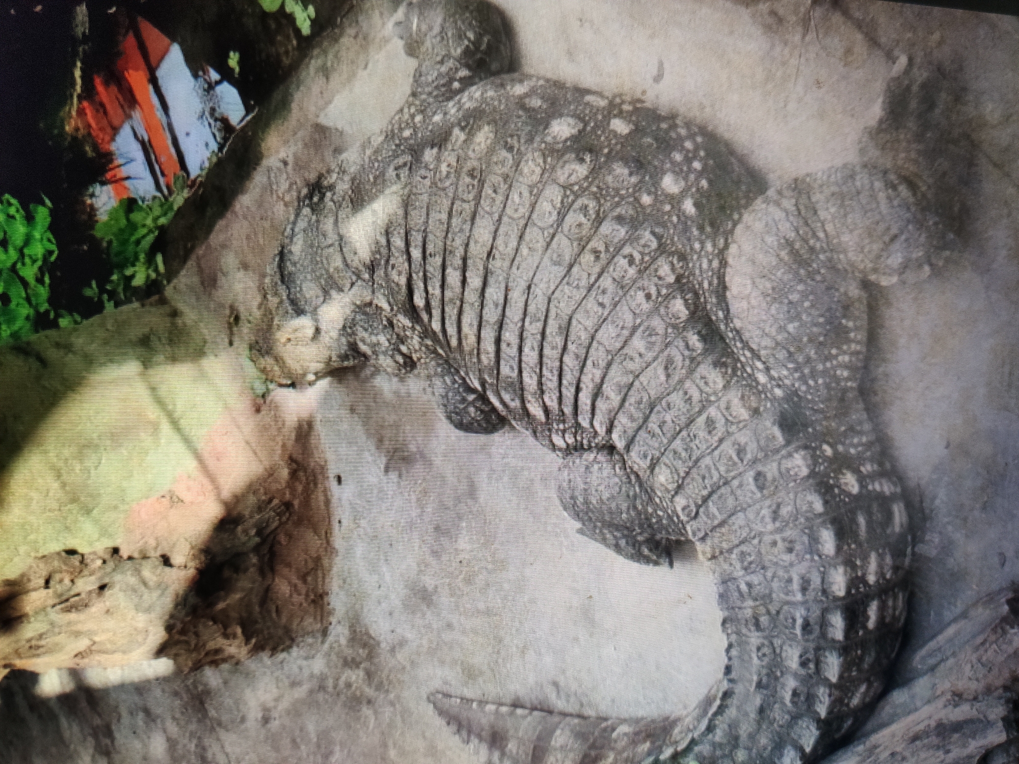The image shows the dorsal view of a crocodile resting on a sandy surface. The crocodile's scaly back and tail are clearly visible. In the background, there is a rock formation on the left and some greenery and a tiled roof on the right. The image is taken from above, at an angle. The scene does not depict any recognizable landmarks or elements that would allow for the identification of its location within the city of Kalush, Ukraine.