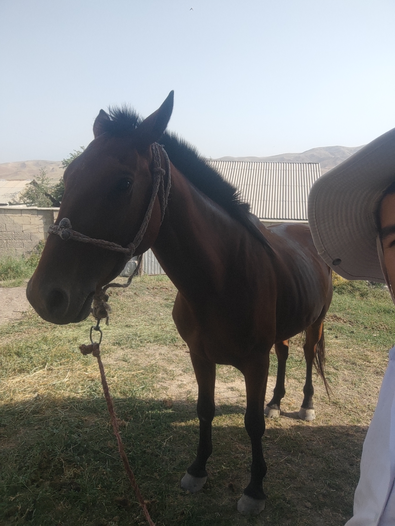 An adult, brown horse stands in a grassy, outdoor area, facing left and slightly towards the camera. The horse has a braided rope halter around its head and a longer rope attached, hanging downwards. In the background, a corrugated metal building is visible, along with a low brick wall and some trees. Mountains can be seen in the distance under a clear sky. To the right of the horse, a person wearing a wide-brimmed hat and a white garment is partially visible, their face turned towards the horse. The image appears to have been taken in a rural or semi-rural setting, possibly the city of Sultonobod, Tajikistan, given the architectural style and landscape.