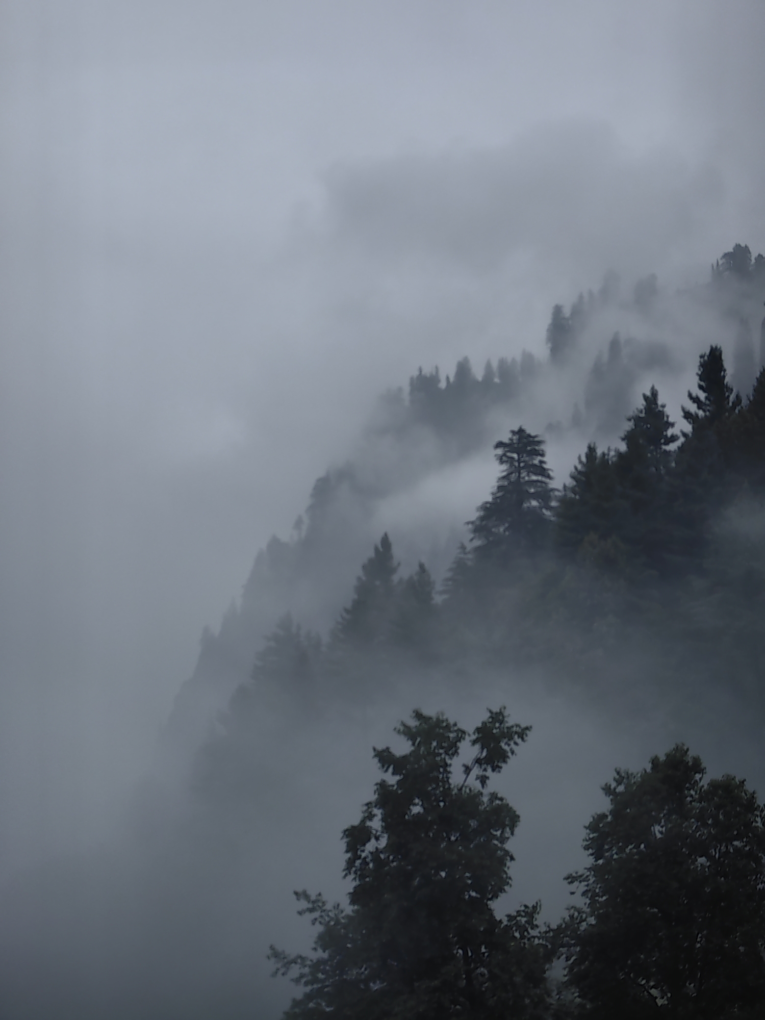 The image depicts a dense forest on a mountainside shrouded in thick fog, characteristic of the cloudy weather often experienced in Vashisht, India. The trees, predominantly evergreens, are dark silhouettes against the muted gray sky. The fog is so thick that it obscures the details of the terrain and creates an ethereal, almost mystical atmosphere. The scene suggests a remote, natural environment, likely a higher altitude area near Vashisht, known for its natural beauty and spiritual significance. There are no people or man-made objects visible in the frame, emphasizing the wild and untamed nature of the landscape. The overall impression is one of solitude and the overwhelming power of nature.