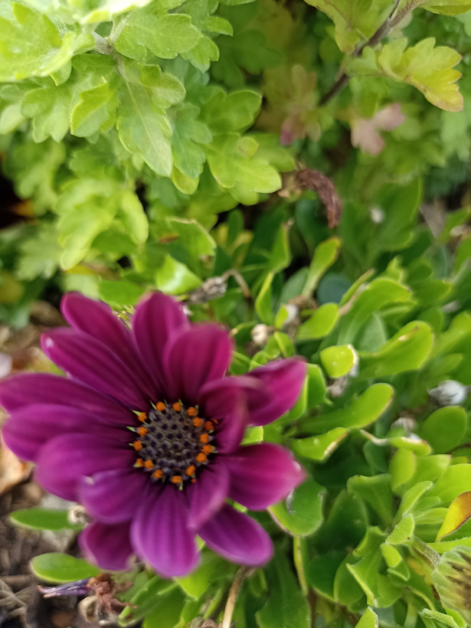 The image shows a close-up view of a purple flower with bright orange and dark centers, surrounded by lush green foliage. The flower's petals are a vibrant shade of purple and appear to be soft and delicate. The center of the flower is dark, with small, bright orange dots arranged in a circular pattern. The surrounding leaves are a bright, healthy green, with some leaves slightly out of focus, creating a sense of depth. The lighting suggests an outdoor setting, likely in natural daylight. The image does not contain any information about the city of Doirí Beaga, Ireland.
