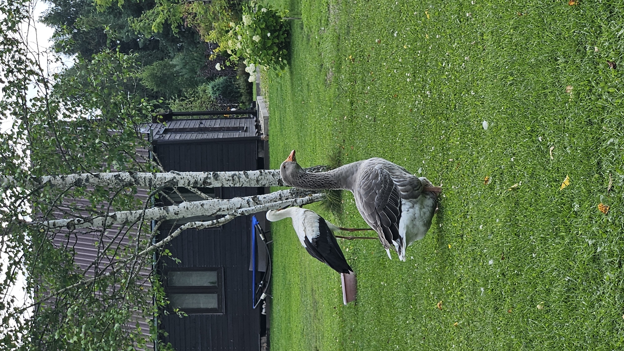 In Kākciems, Latvia, a greylag goose stands on a lush green lawn in front of a dark-colored wooden house with a brown corrugated roof. The goose is facing left and looking forward. Behind the goose and to its left, a white stork stands near a pink feeding dish. A birch tree with white bark and green leaves is positioned between the goose and the house. The background reveals more of the house and surrounding trees and vegetation.