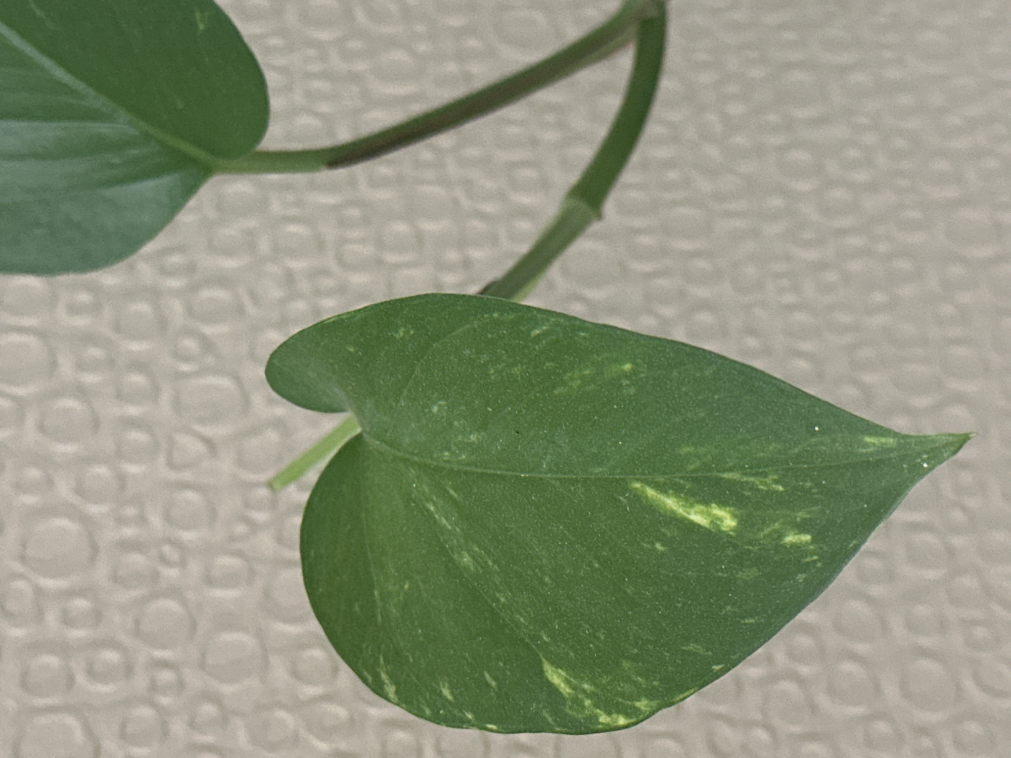 The image shows a close-up of a green plant with variegated leaves, featuring patches of yellow. The plant has a vine-like structure with a thin stem. The background is a textured, off-white surface with a raised, circular pattern. There are no people or animals visible in the image. The setting appears to be indoors, possibly near a wall. There is no information in the image to indicate the location in the city of Kaz'minskoe, Russia.