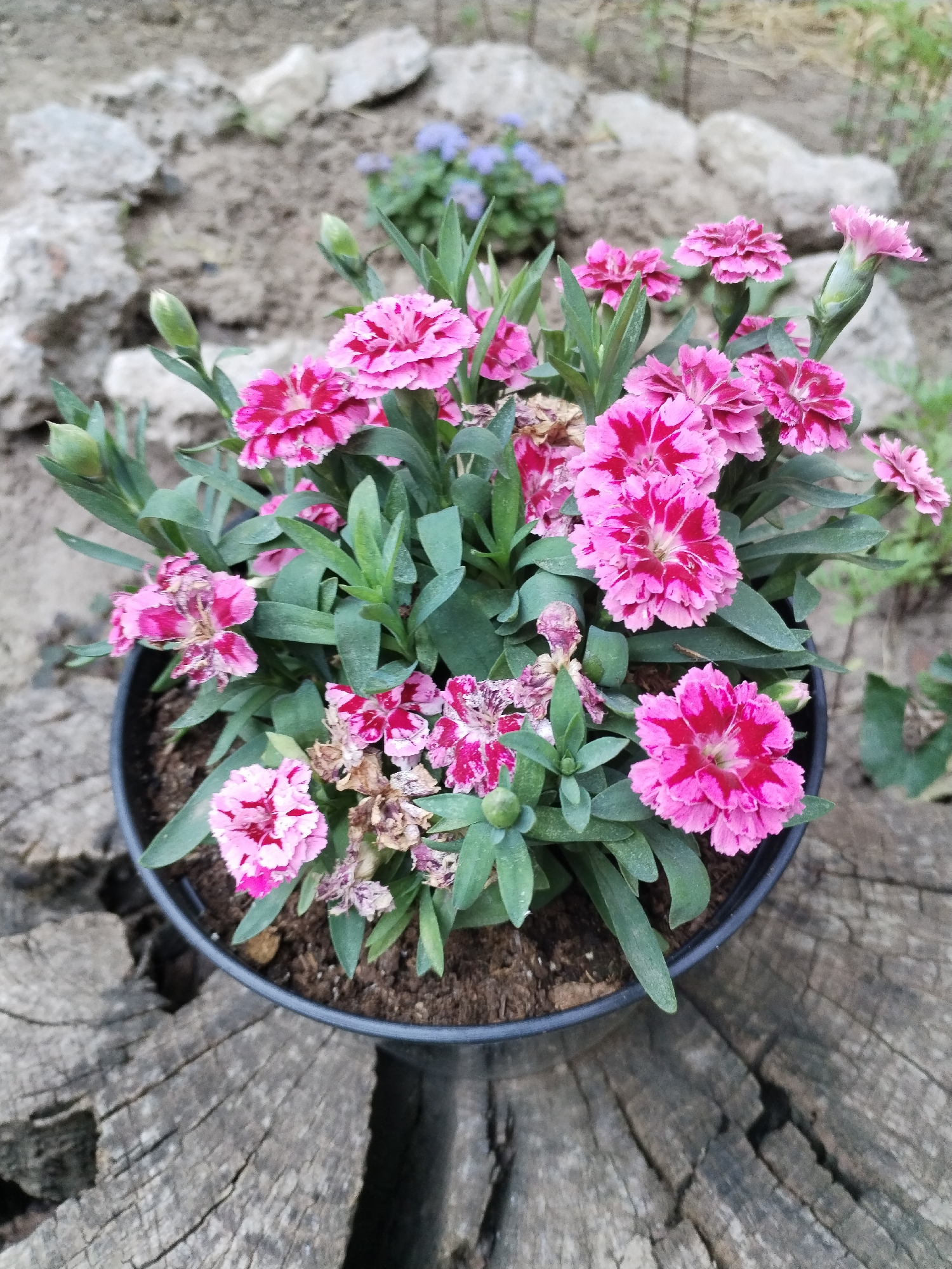 A close-up, eye-level shot shows a potted plant of pink carnations on a rustic, weathered wooden surface. The plant, in a black plastic pot, is abundant with bright pink flowers, some with darker pink or fuchsia centers. The carnations have ruffled petals, and a few buds are visible among the greenery. Some of the flowers appear to be wilting or past their prime, with dried brown petals intermingled with the fresh blooms.
The background is softly blurred, revealing a garden setting with dry, greyish soil, scattered rocks of various sizes, and a hint of smaller purple flowers. The lighting suggests it is daytime, possibly overcast, as there are no strong shadows. The overall mood is natural and serene, showcasing the delicate beauty of the flowers and the textures of the natural elements. There is no visible text in the image.