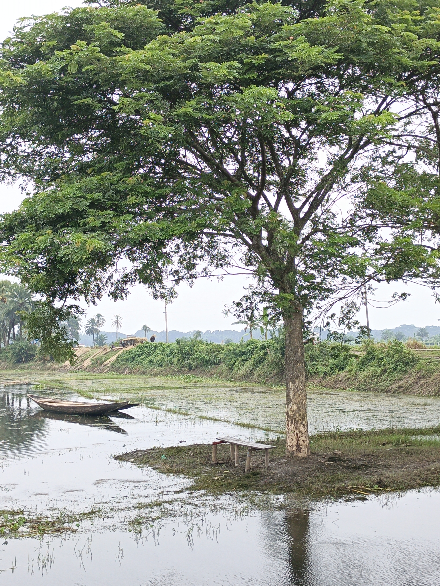 This image depicts a serene natural landscape in Jashore, Bangladesh, likely near a rural area or agricultural land. Dominating the foreground is a large, mature tree with a thick trunk and a sprawling canopy of lush green leaves. Its branches extend outwards, casting dappled shade. In front of the tree, a simple wooden bench rests on a muddy patch of ground that juts into a body of water. This water appears to be a flooded field or a pond, with aquatic plants dotting its surface. A small, traditional wooden boat is moored in the water, to the left of the frame. In the mid-ground, a raised embankment is visible, covered in green vegetation. On this embankment, a tractor-like vehicle is present, along with a few indistinct figures who appear to be engaged in activity, possibly related to agriculture or harvesting. Palm trees and other greenery are scattered across the background, leading to a distant, hazy horizon. The sky is overcast, suggesting a diffused light. The scene conveys a sense of rural tranquility and agricultural life.