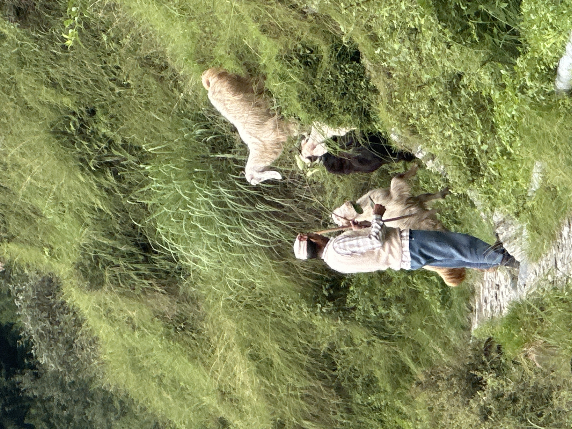 A man wearing a cap, a plaid shirt, and a vest stands on a rocky path in a lush, green, mountainous area, possibly in Bhagsu, India. He holds a wooden staff, his gaze directed towards a group of goats. Several goats, including a light-colored one with long fur and another with dark fur, are scattered on the grassy slope beside the path. The vegetation is dense and vibrant green, suggesting a natural, outdoor environment. The scene depicts a herder tending to his flock in a rural, hilly landscape.