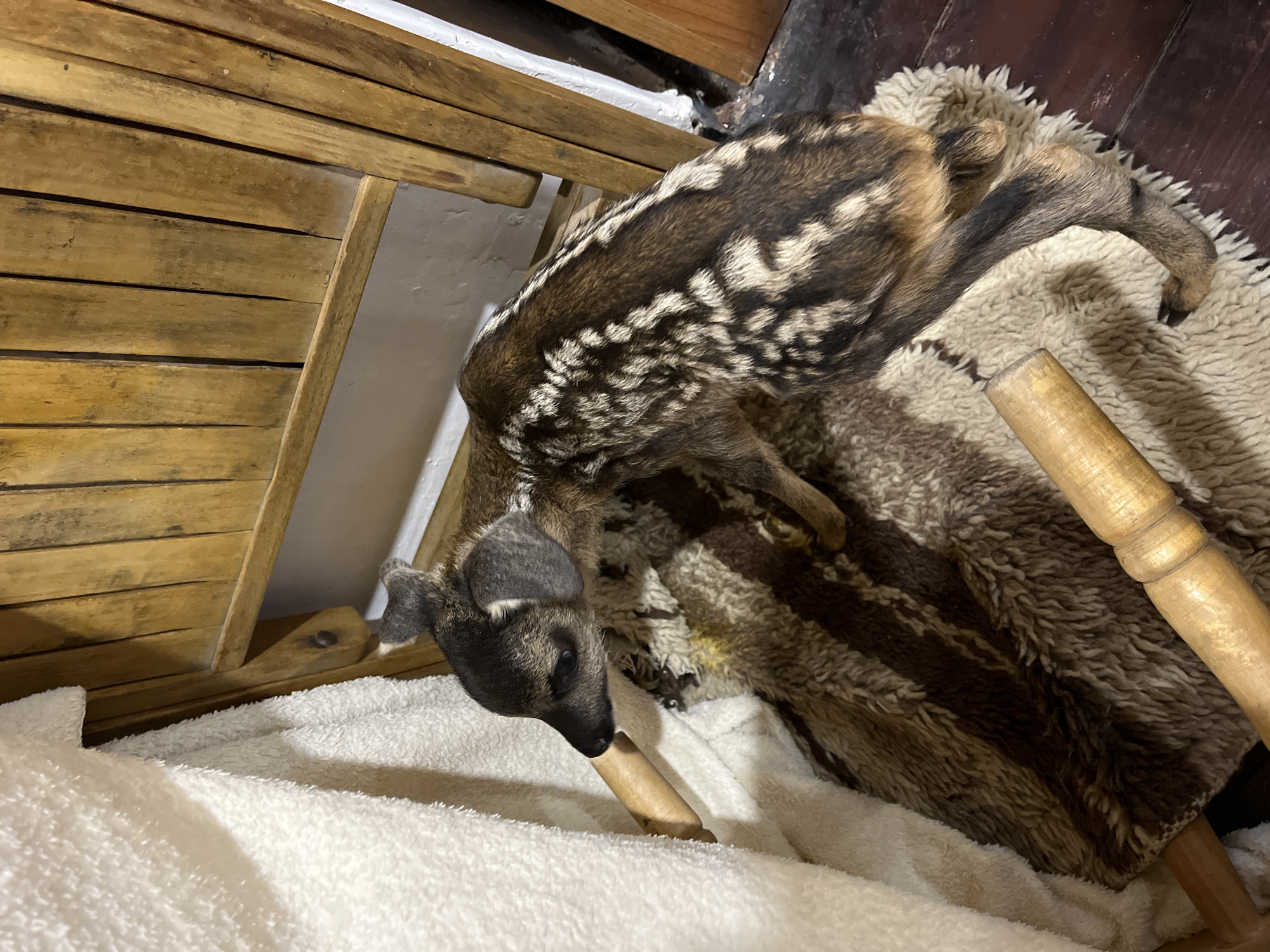 A fawn, possibly orphaned, is being cared for indoors. The location is uncertain as Shopite, Bulgaria, cannot be confirmed. The fawn lies partially on a brown and white furry rug and partially on a white towel. It appears to be feeding from a cylindrical object held in its mouth. A wooden chair is nearby.