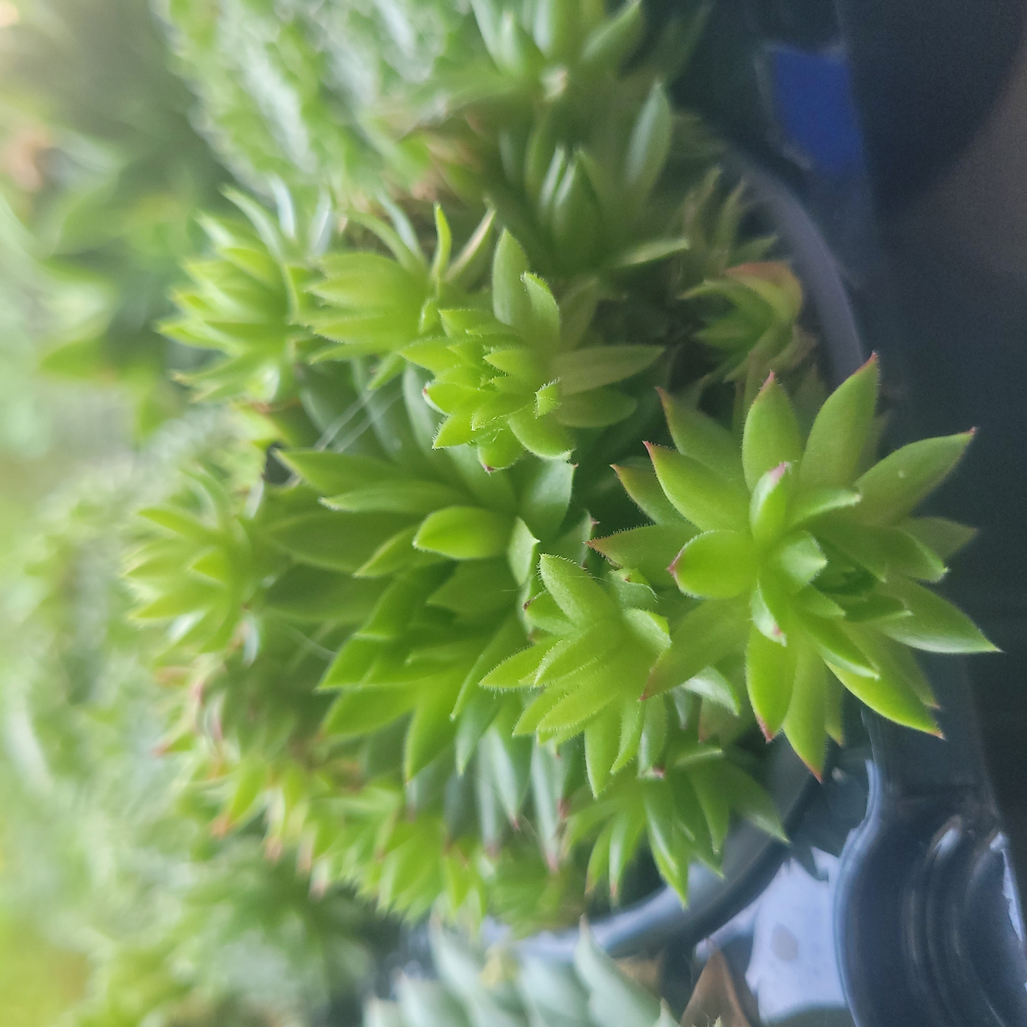 The image shows a close-up, slightly out-of-focus view of several small, green succulent plants growing in a dark container, possibly a pot or planter. The plants are tightly packed, with pointed, fleshy leaves that are slightly fuzzy along the edges and tipped with a reddish hue. The background is blurred, with soft green and yellow tones, suggesting other plants or foliage. The container appears to be dark, possibly black or dark blue, and has a glossy surface, reflecting some light. There are no people or animals visible in the image. The scene is likely an outdoor setting, perhaps a garden or balcony, given the natural light and plant life. The specific location in Jūrmala, Latvia, cannot be determined from the visual information provided in the image alone.