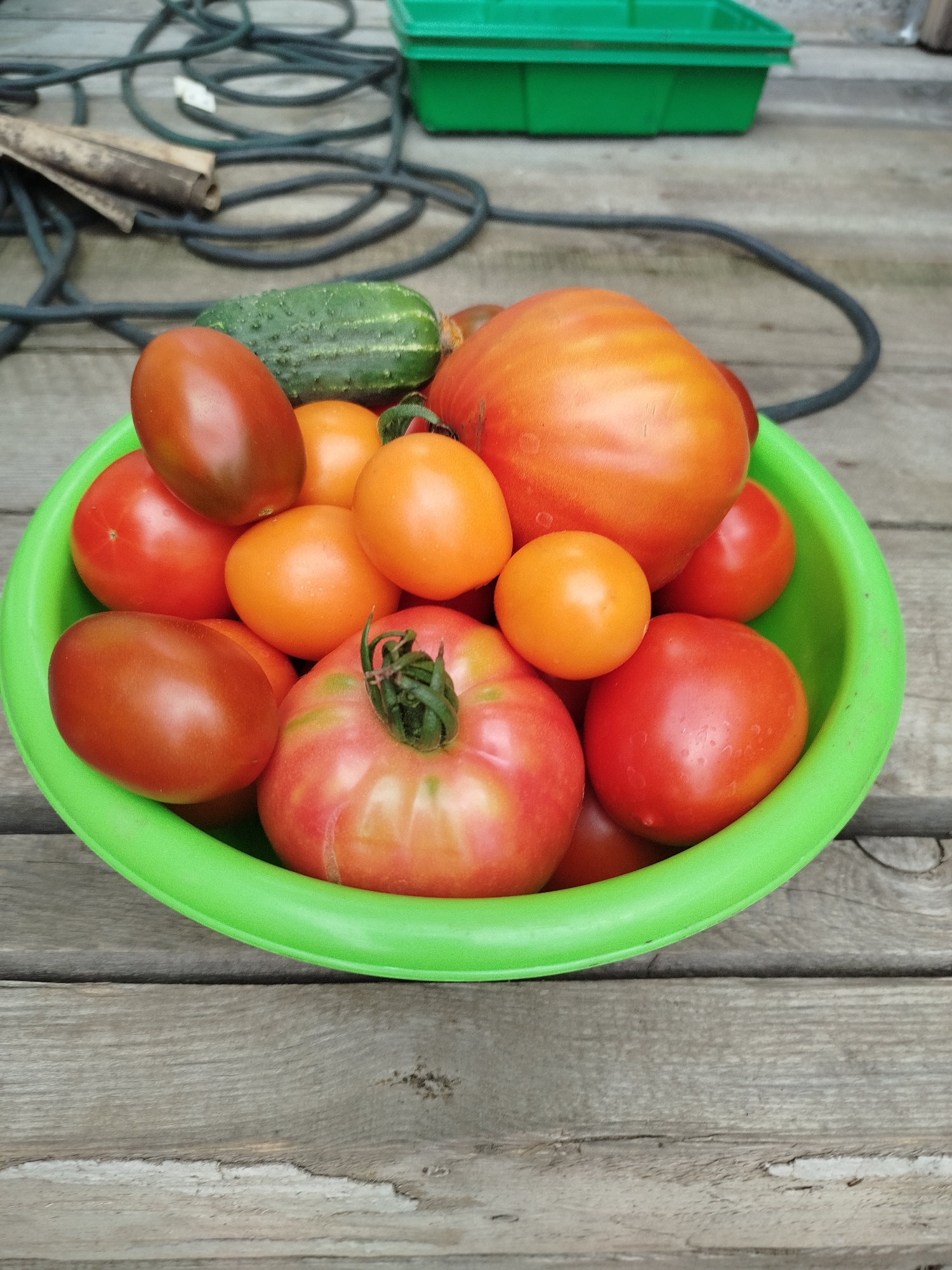 A close-up, overhead shot shows a bright green plastic bowl overflowing with a variety of fresh tomatoes of different sizes and colors, ranging from deep red and burgundy to orange and yellow. One cucumber is visible on top of the tomatoes. The bowl rests on a weathered wooden surface, likely a table or deck. In the blurred background, a coiled dark hose and a green plastic container are visible, suggesting an outdoor setting. The image does not contain any discernible landmarks or contextual clues that would allow for pinpointing its location to the city of Zavodoukovsk, Russia.