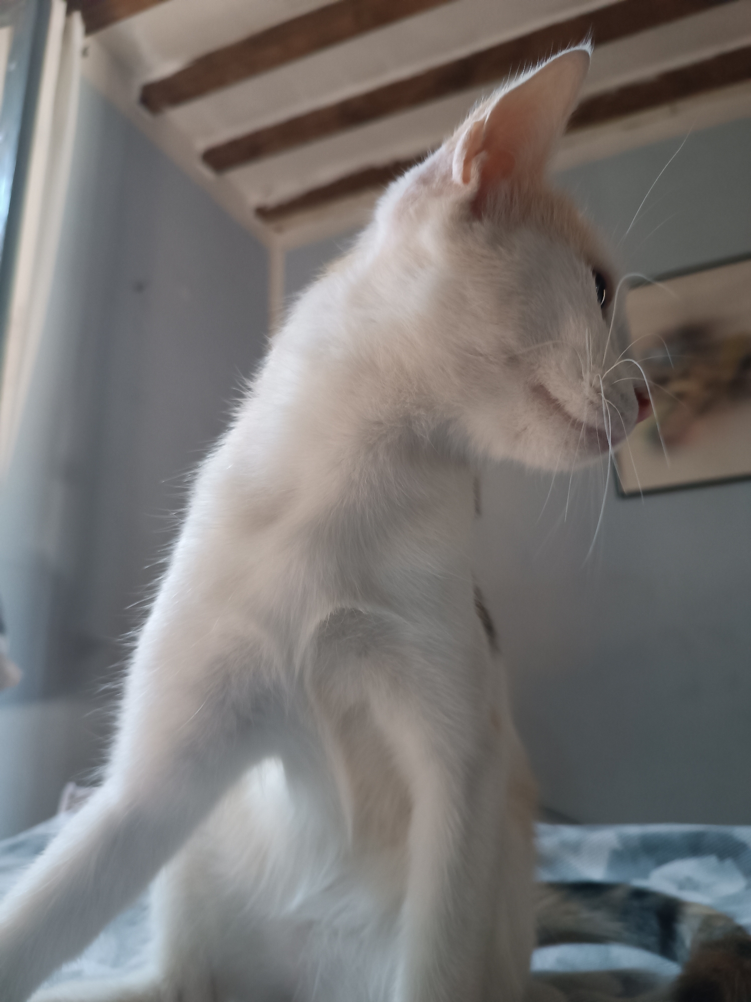 This image, captured in Viadana, Italy, features a close-up, low-angle shot of a white cat. The cat is positioned on a surface with a patterned blanket. Its body is mostly white, with subtle tan markings visible. The cat's head is turned to the right, revealing its delicate ear, whiskers, and a portion of its eye. In the background, a wall with exposed wooden beams suggests an interior setting. A framed picture is visible on the wall. The lighting suggests it may be indoors with natural light coming from a window, indicated by a bright area on the left side of the frame. The overall scene is an intimate portrait of a domestic animal in its environment.