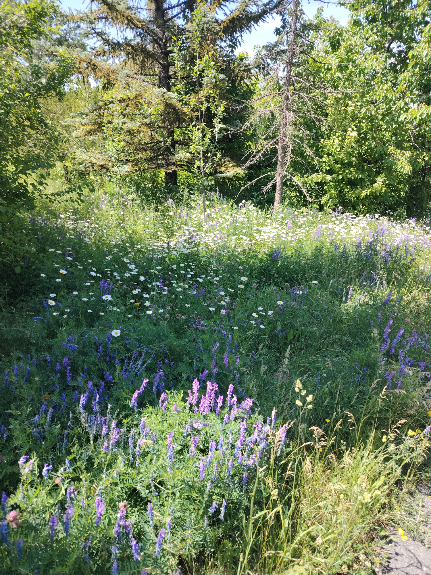 The image depicts a sun-drenched meadow filled with a variety of wildflowers, located in Jrvej, Armenia. The foreground is dominated by vibrant purple vetch, with clusters of white daisies interspersed throughout the greenery. Tall grasses and scattered yellow flowers are also present. In the background, lush trees form a dense, verdant backdrop under a clear blue sky. A dead, slender tree trunk stands prominently in the middle ground, adding a stark contrast to the surrounding life. The overall impression is a serene and natural landscape.