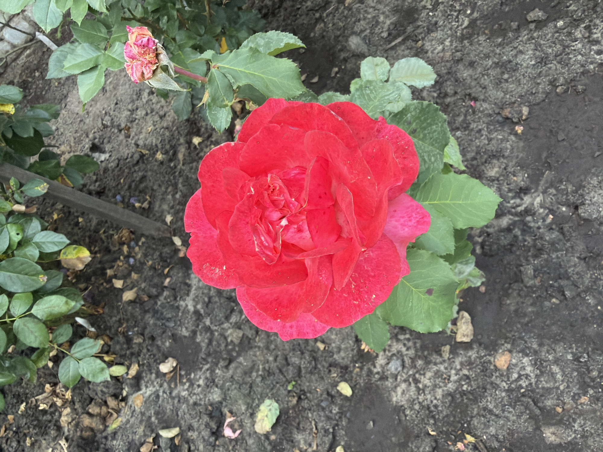 An overhead, eye-level shot features a bright red rose in the center of the frame, with dark soil and green leaves surrounding it. The rose is fully bloomed and appears to be slightly wet, with water droplets visible on its petals. To the right of the main rose, a wilted pink rosebud is visible. The ground is covered in dark soil, with some scattered leaves and small stones. A wooden stake is partially visible in the upper left quadrant of the image. The overall scene suggests a garden or outdoor floral setting.