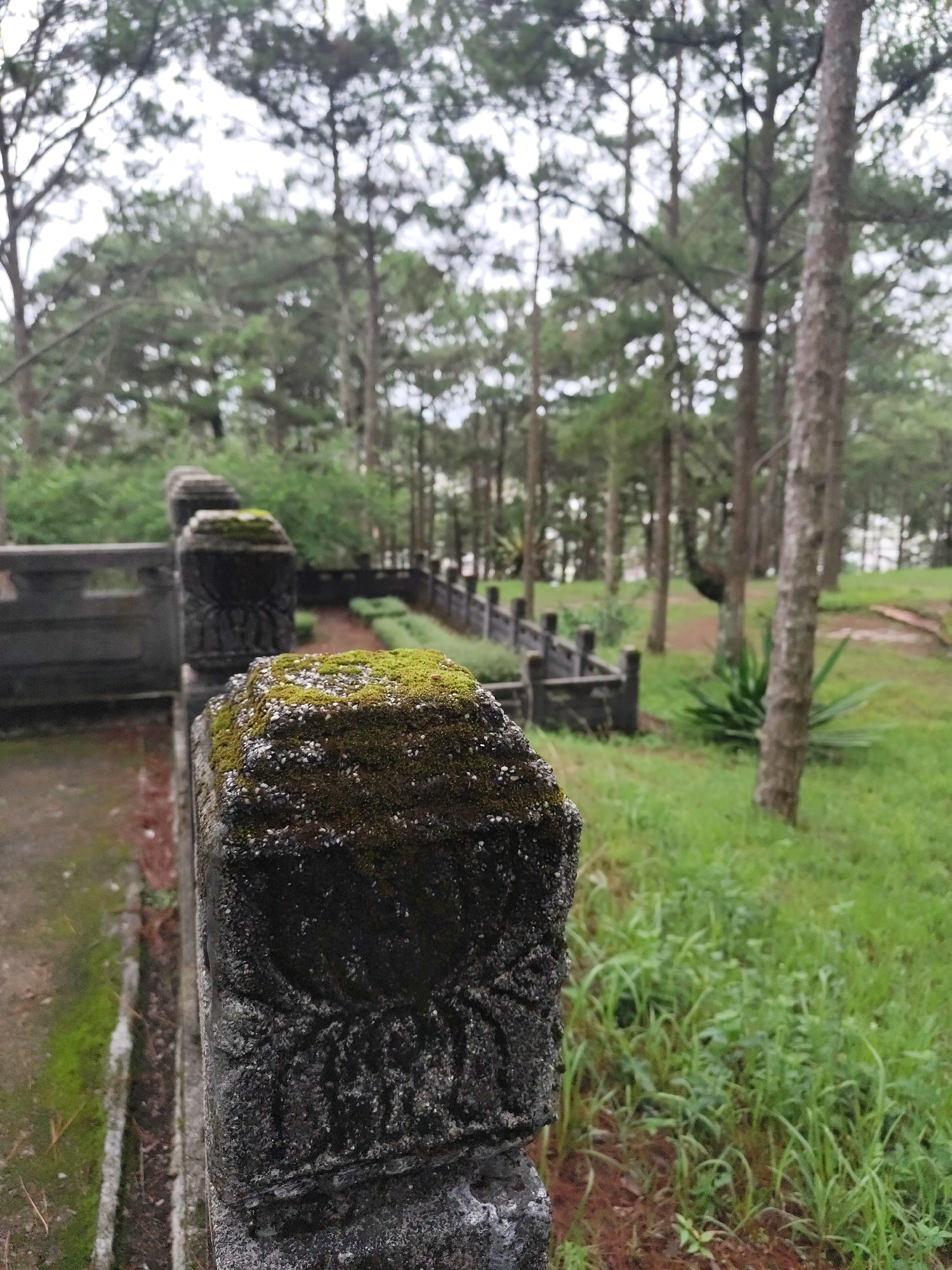 The image presents a serene outdoor scene, focusing on a moss-covered stone railing in the foreground. This dark grey railing, textured and adorned with carved details, is prominently topped with vibrant green moss and tiny white speckles. It extends into the middle ground, forming a boundary alongside a pathway.
In the background, a dense pine forest dominates, with tall, slender tree trunks and green foliage. The forest floor is covered in lush green grass, interspersed with patches of bare reddish-brown earth. A subtle pathway or dirt road meanders through the trees, parallel to the railing. Other sections of the stone balustrade are visible further in the distance, suggesting a more expansive structure.
The light is soft and diffused, indicating an overcast or cloudy day, which contributes to the tranquil atmosphere and the vibrant growth of moss and grass. The scene evokes a sense of peace and natural beauty, possibly within a historical or well-established area given the structured railing amidst the natural landscape. No people are visible, and there is no discernible activity taking place. The setting, with its pine trees and moss-covered stone, is consistent with locations like Cam Ly - Đà Lạt, Vietnam, known for its picturesque natural environment and historical elements. No visible text is present.