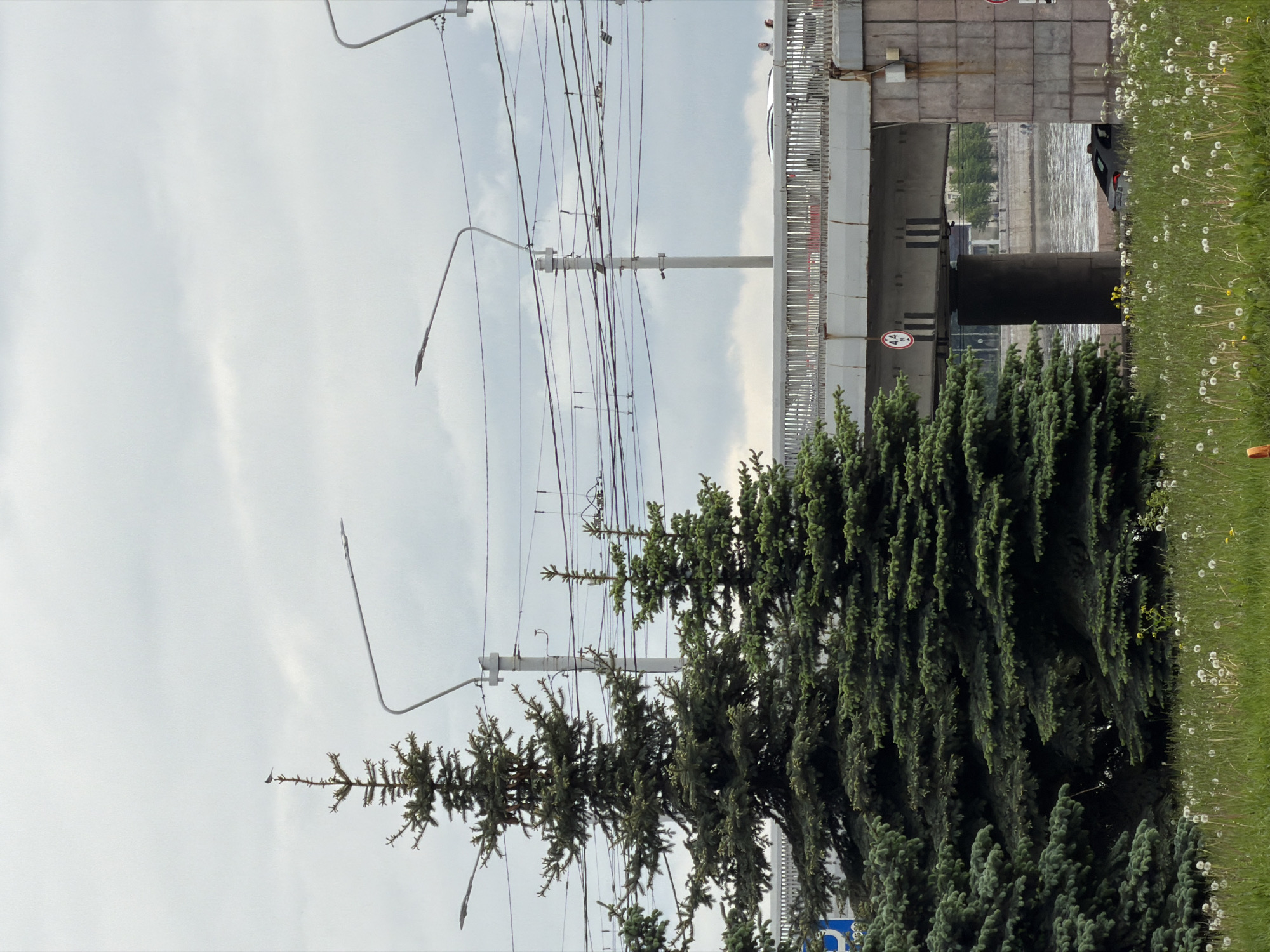 The image captures a partial view of a scene in Saint Petersburg, Russia.
In the foreground, several evergreen trees are visible, partially obscuring the view of the architecture and infrastructure behind them. A grassy area with dandelions grows alongside the trees.
In the background, a bridge structure is visible, likely spanning the Neva River. A vehicle can be seen driving under the bridge. Utility poles and wires traverse the scene, cutting across the sky. The sky is overcast.