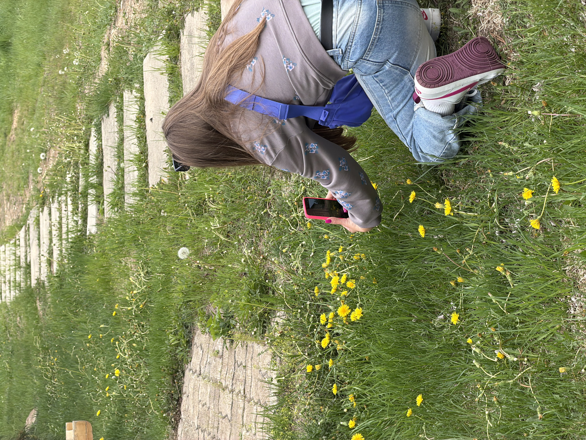 A young woman is kneeling in a grassy area taking a picture with her pink cell phone. She is wearing jeans, a grey patterned long-sleeved shirt, and burgundy and white sneakers. A blue bag is slung across her back. The area contains many yellow dandelions. A concrete pathway is visible to the left of the frame. The image does not specify the city of Birobidzhan, Russia.