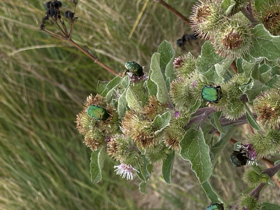 The image depicts a close-up view of a Burdock plant (Arctium species) situated in a natural, uncultivated area within West Lulworth, United Kingdom. The plant is characterized by numerous green, spiky burrs at various stages of development, with some exhibiting small, faded purple and white florets. Its broad, green leaves are also visible. Five metallic green beetles, identified as Rose Chafers (Cetonia aurata), are present on the plant, positioned on its burrs and leaves. Their action appears to be resting or feeding. The background consists of blurred tall green and brown grasses, with a distinct dry, dark plant stalk bearing seed pods visible in the upper right portion of the frame. No human subjects or artificial objects are discernible in the scene.
