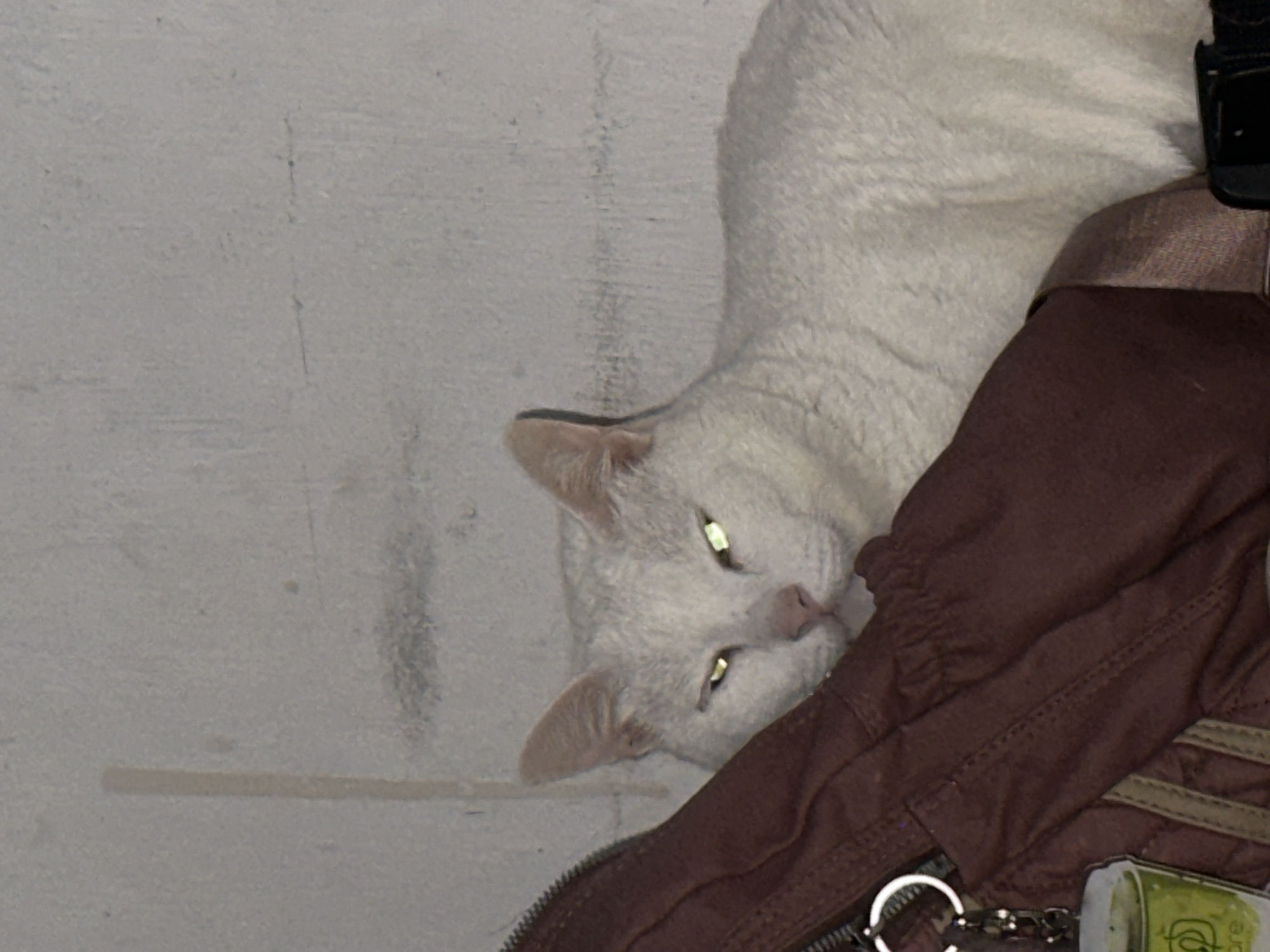 A white cat with yellowish eyes is lying on or next to a brown bag. The cat's head is oriented towards the lower left of the frame. The background consists of a light grey wall. The image does not provide sufficient details to determine the location in North Jakarta, Indonesia.
