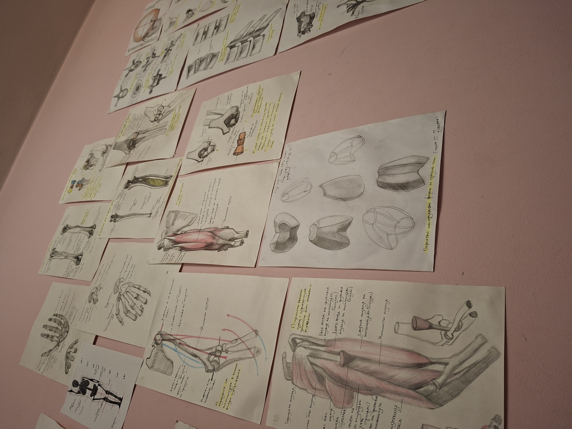 The image depicts a collection of anatomical drawings, likely depicting the skeletal and muscular systems. These drawings are pinned to a pink wall. The drawings are rendered in pencil and ink, with some featuring added color highlights. The text on the drawings is written in Bulgarian, which suggests they are anatomical studies. The image includes drawings of hands, bones, muscles, and schematic representations of body parts. There is no location information for Gabrovo, Bulgaria present in the image.