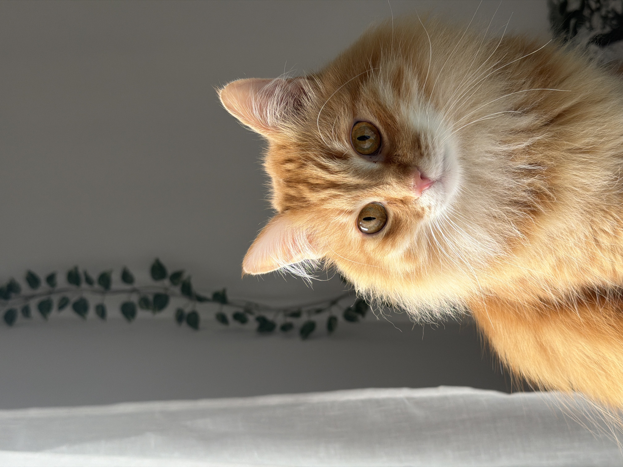 A close-up photograph features an orange tabby cat looking down at the viewer with its head tilted. The cat has yellowish-brown eyes and a pink nose. The background is a light gray wall with a string of faux green leaves on the left side. A white surface is visible in the lower part of the frame. There is no evidence to suggest this photo was taken in Belgrade, Serbia.