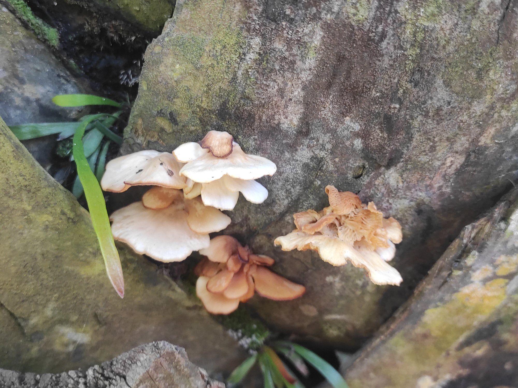 The image shows a cluster of mushrooms growing in a crevice between rocks or tree roots. Some are a pale cream color, while others are a darker tan or brown. There are also some green plants growing nearby. The rocks appear to be covered in moss or lichen. The location is Lhokseumawe, Indonesia.