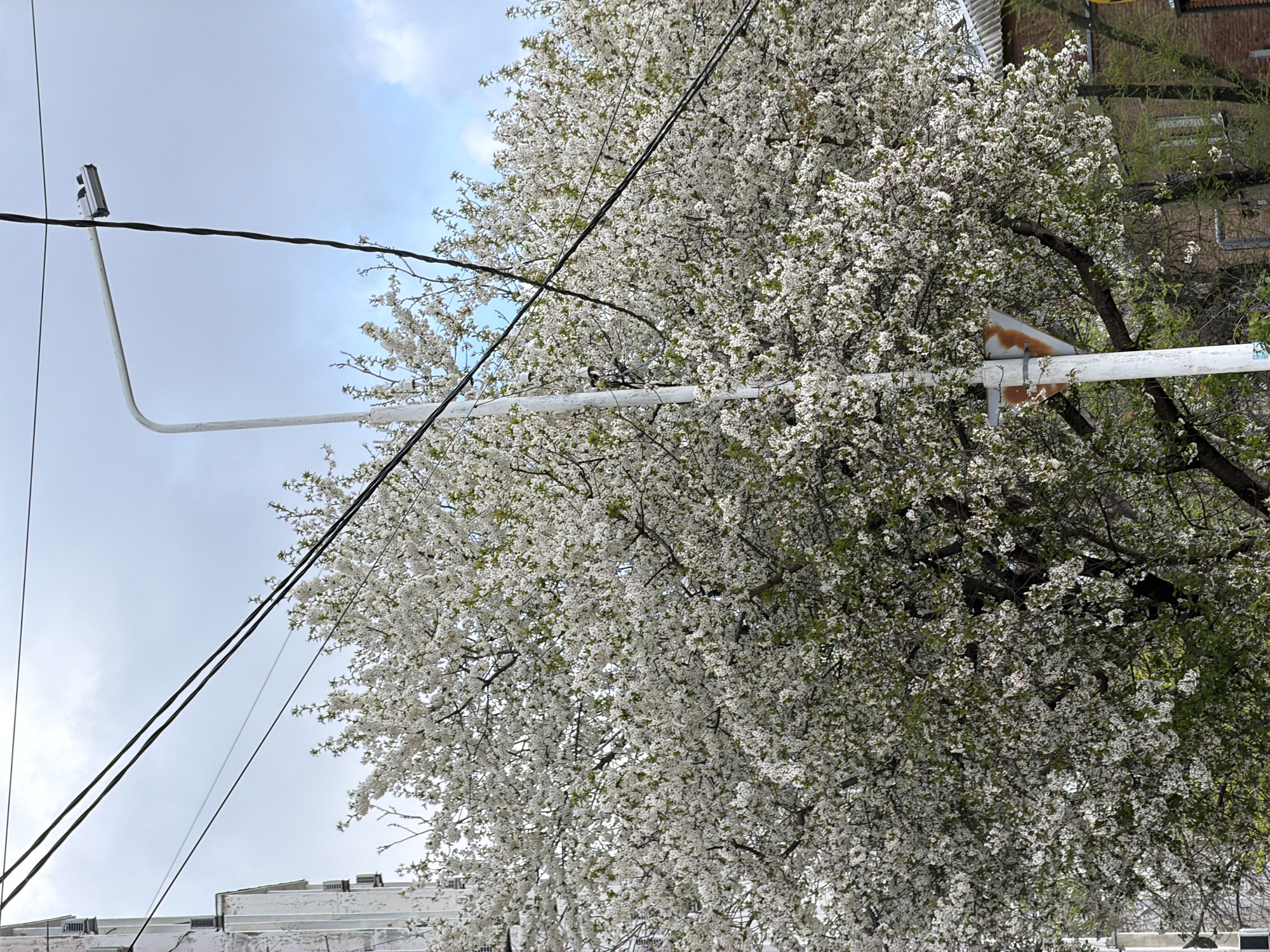 The scene depicts a large flowering tree, heavily laden with white blossoms, partially obscuring a cityscape. In the foreground, utility poles and wires crisscross the sky. A security camera is mounted on one of the poles. The architectural style of the buildings suggests an urban setting. The presence of flowering trees indicates springtime. The location is Rostov-on-Don, Russia.
