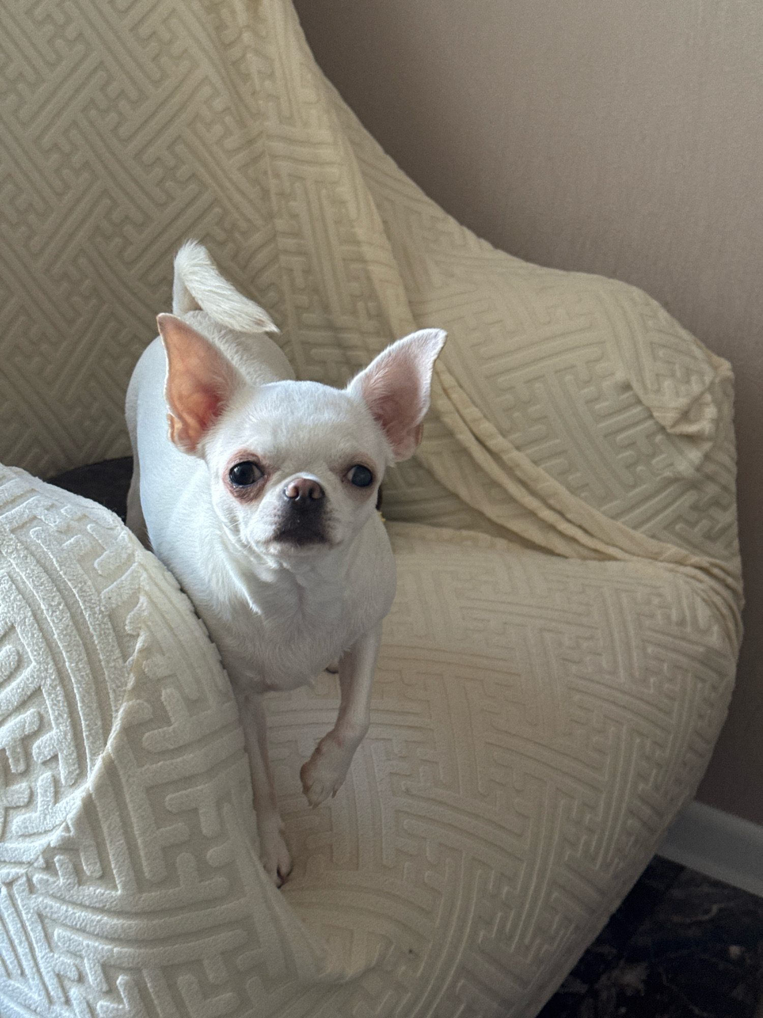 A white Chihuahua dog stands on a beige, patterned sofa. The dog is looking directly at the camera. The background is a plain wall. There is no indication of the city of Novosibirsk, Russia in the image.